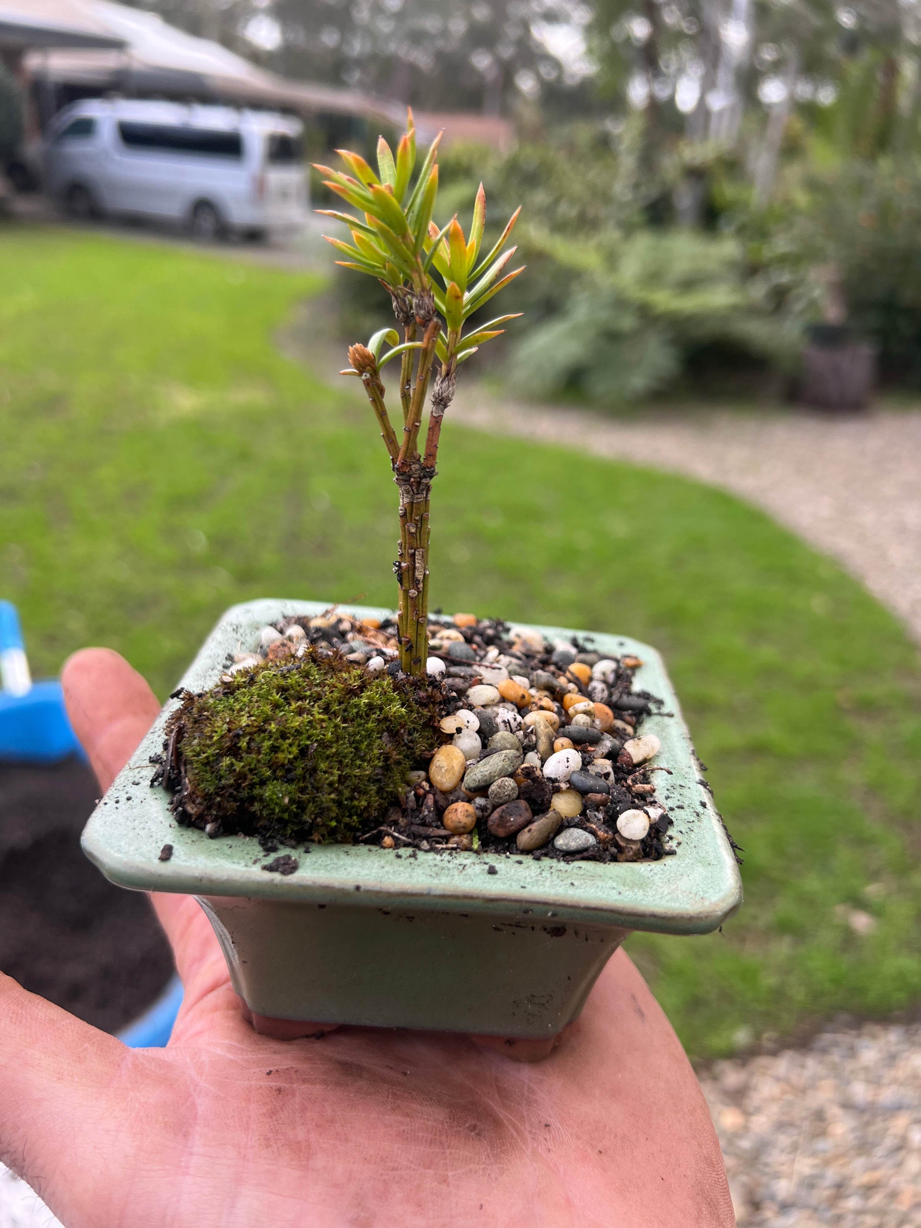 Japanese Yew Bonsai (2019)