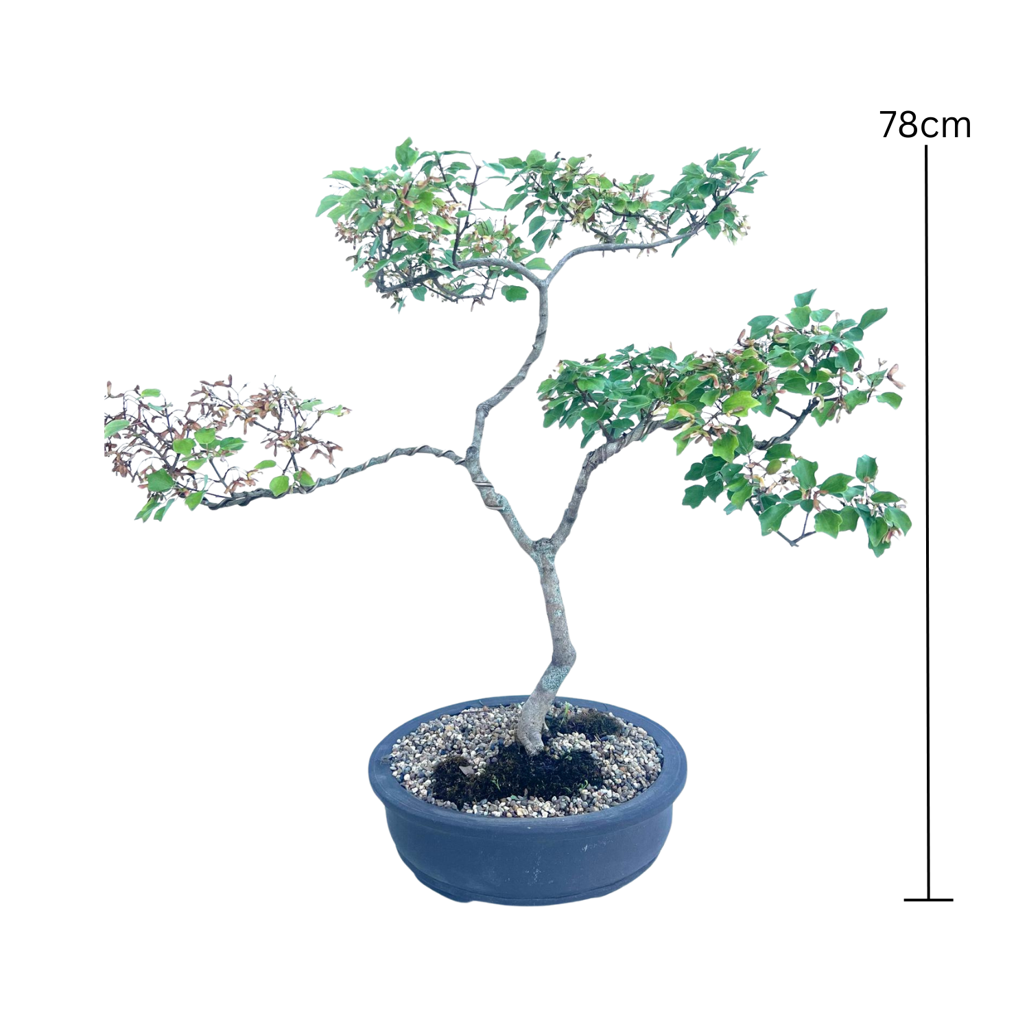 Thai Maple Bonsai (2000)