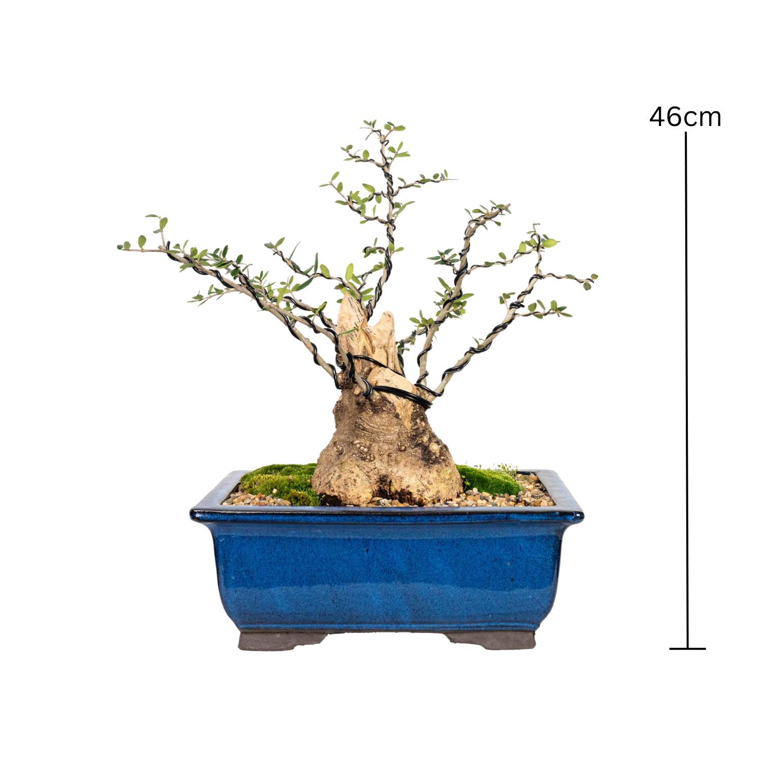 Asian Olive Bonsai (1990)