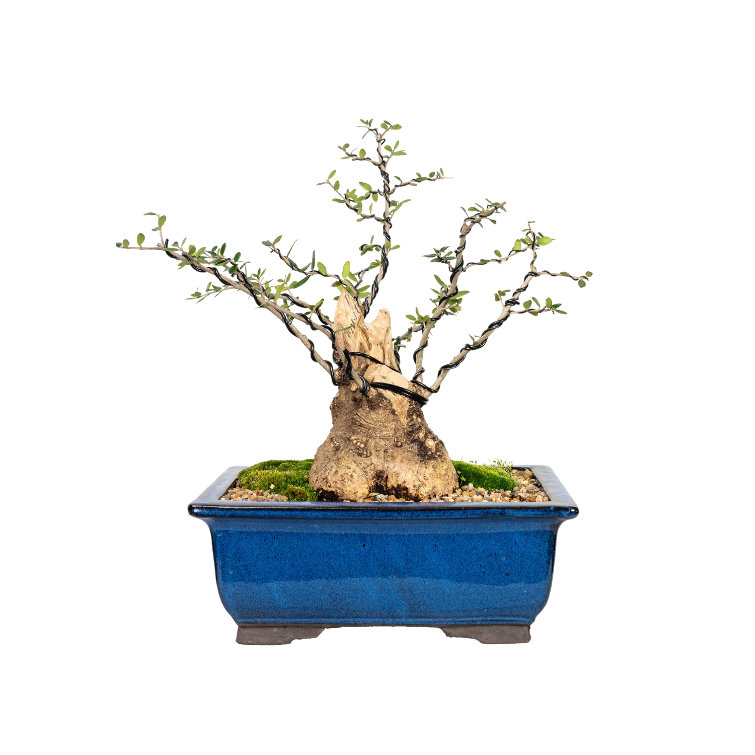 Asian Olive Bonsai (1990)