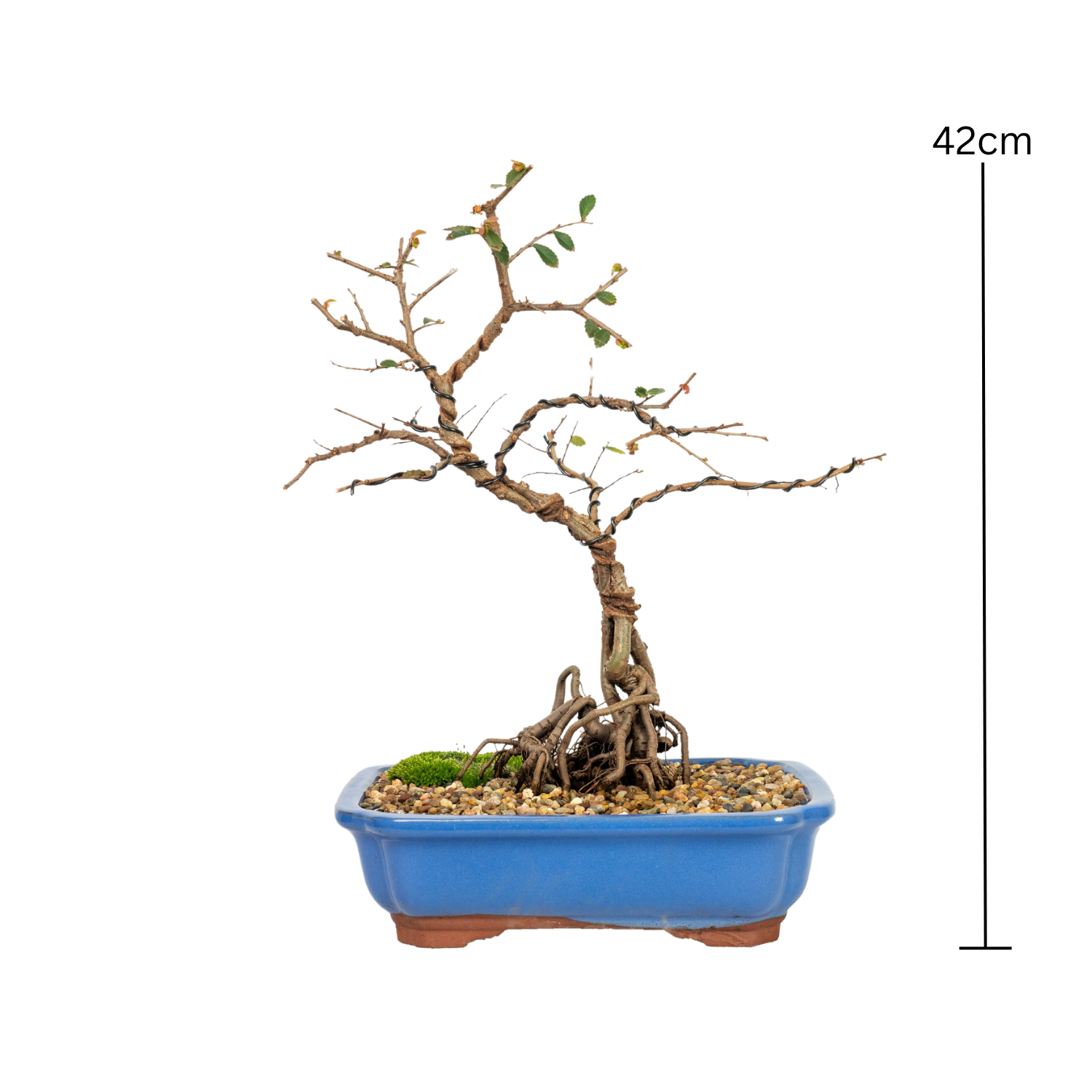 Chinese Elm Bonsai (2004)