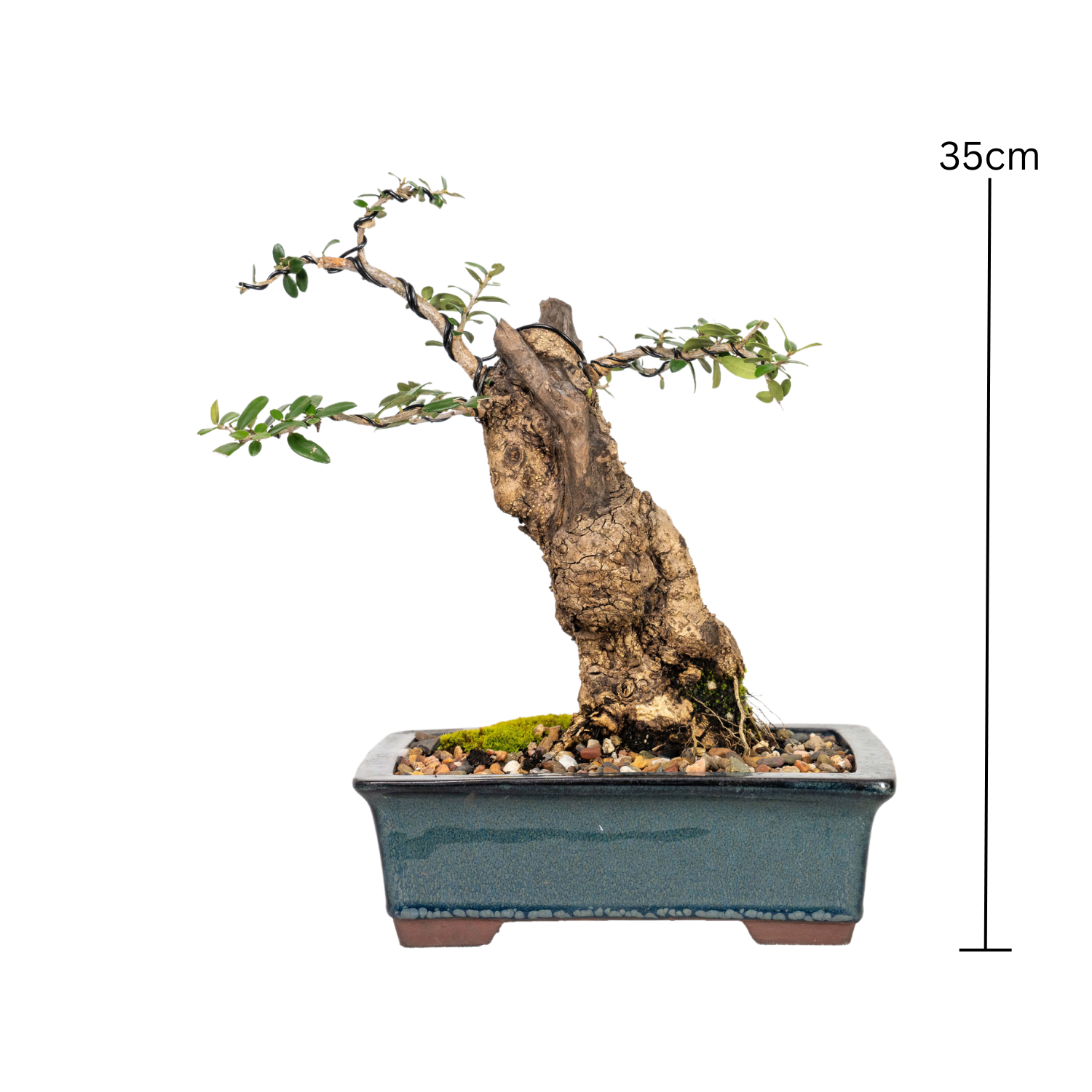 Asian Olive Bonsai (1995)