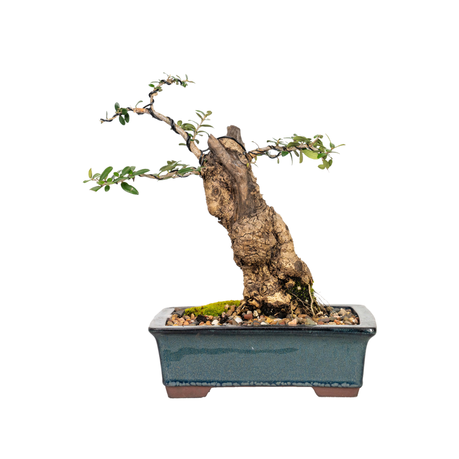 Asian Olive Bonsai (1995)