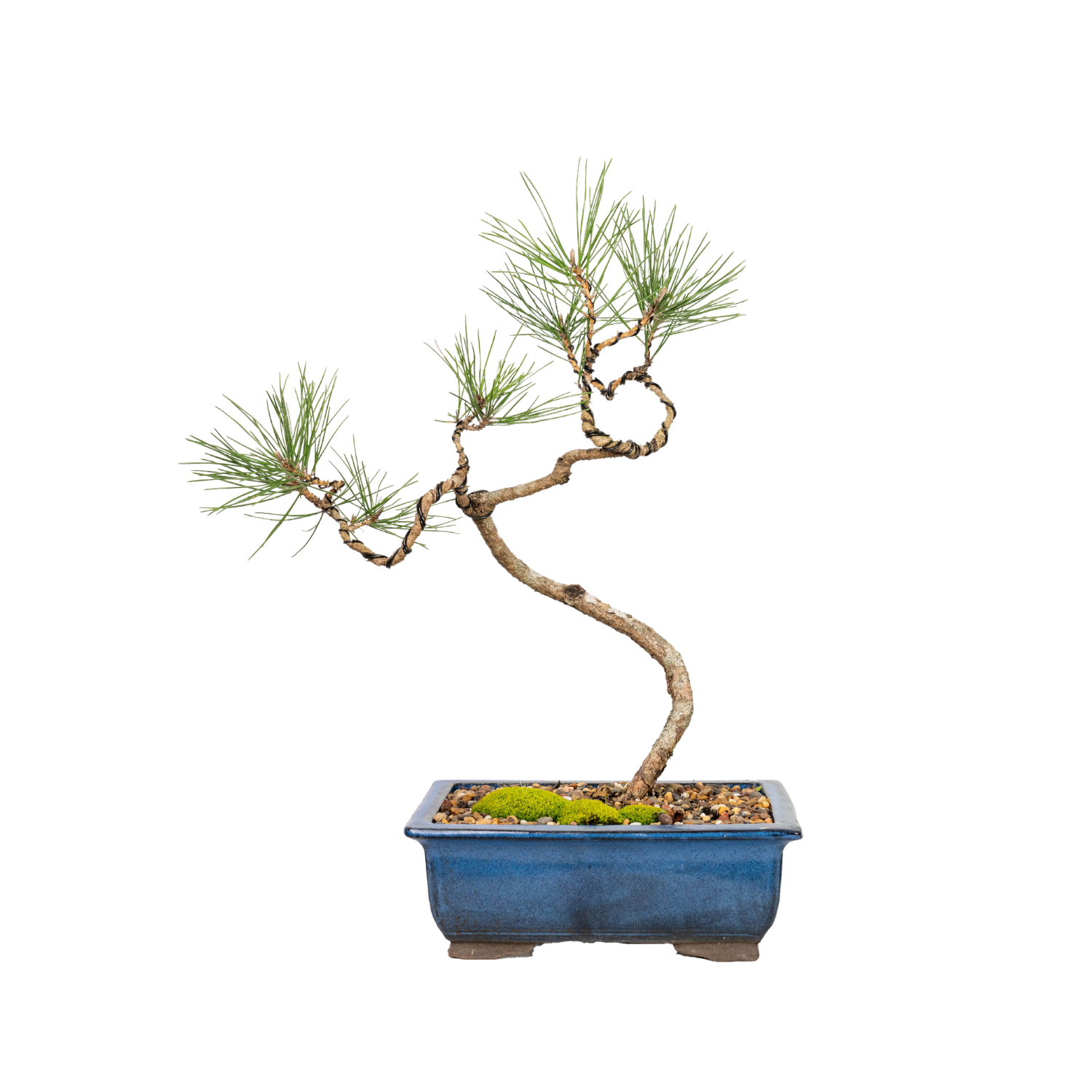 Japanese Pine Bonsai (2001)