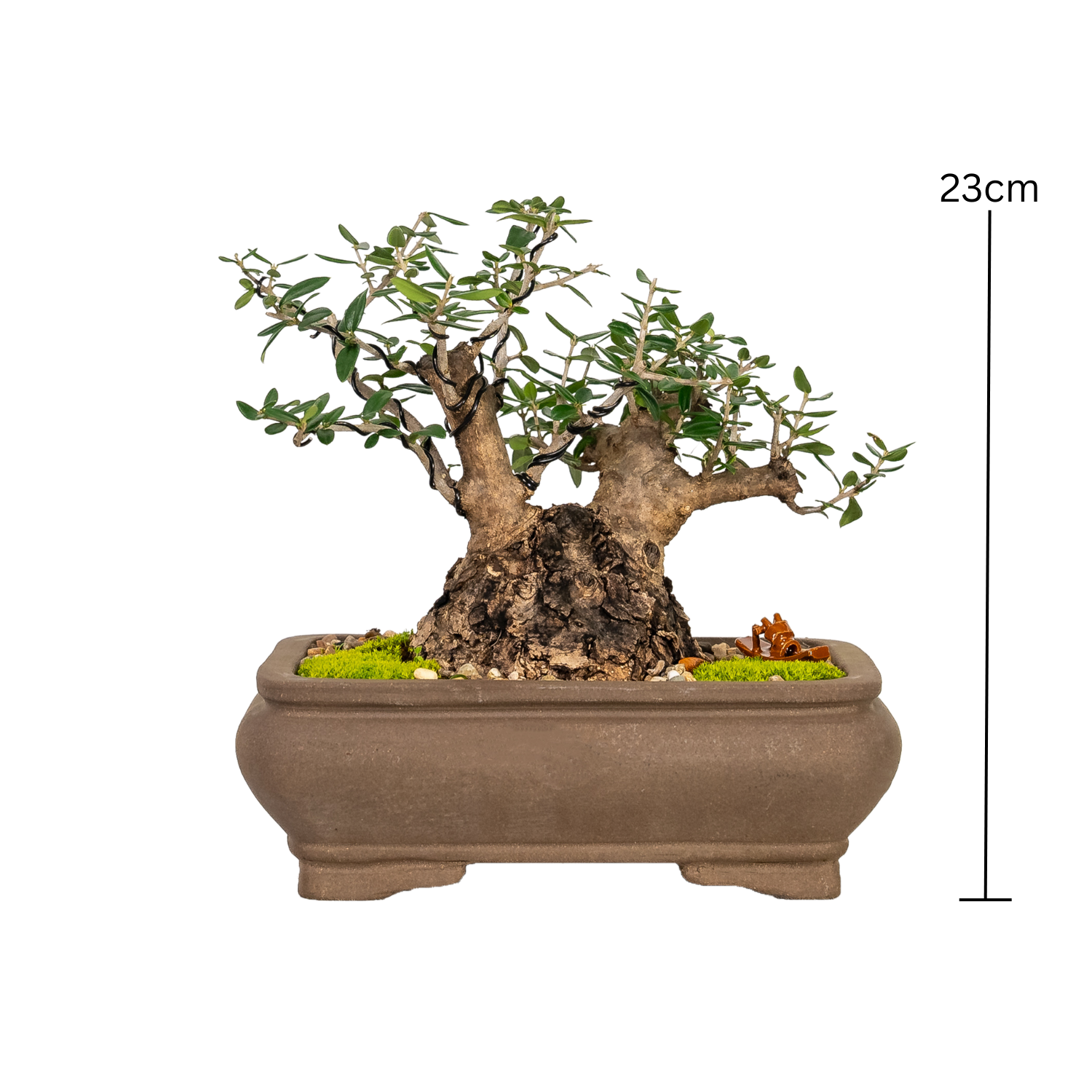 Asian Olive Bonsai (1994)