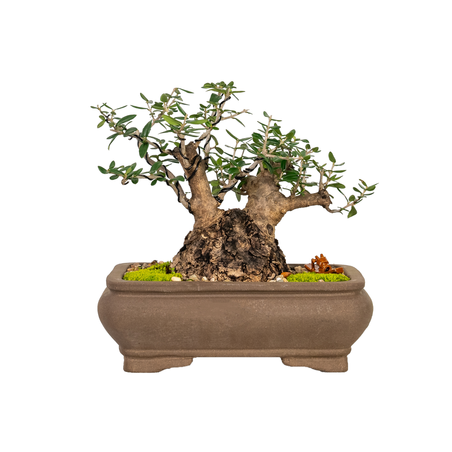 Asian Olive Bonsai (1994)