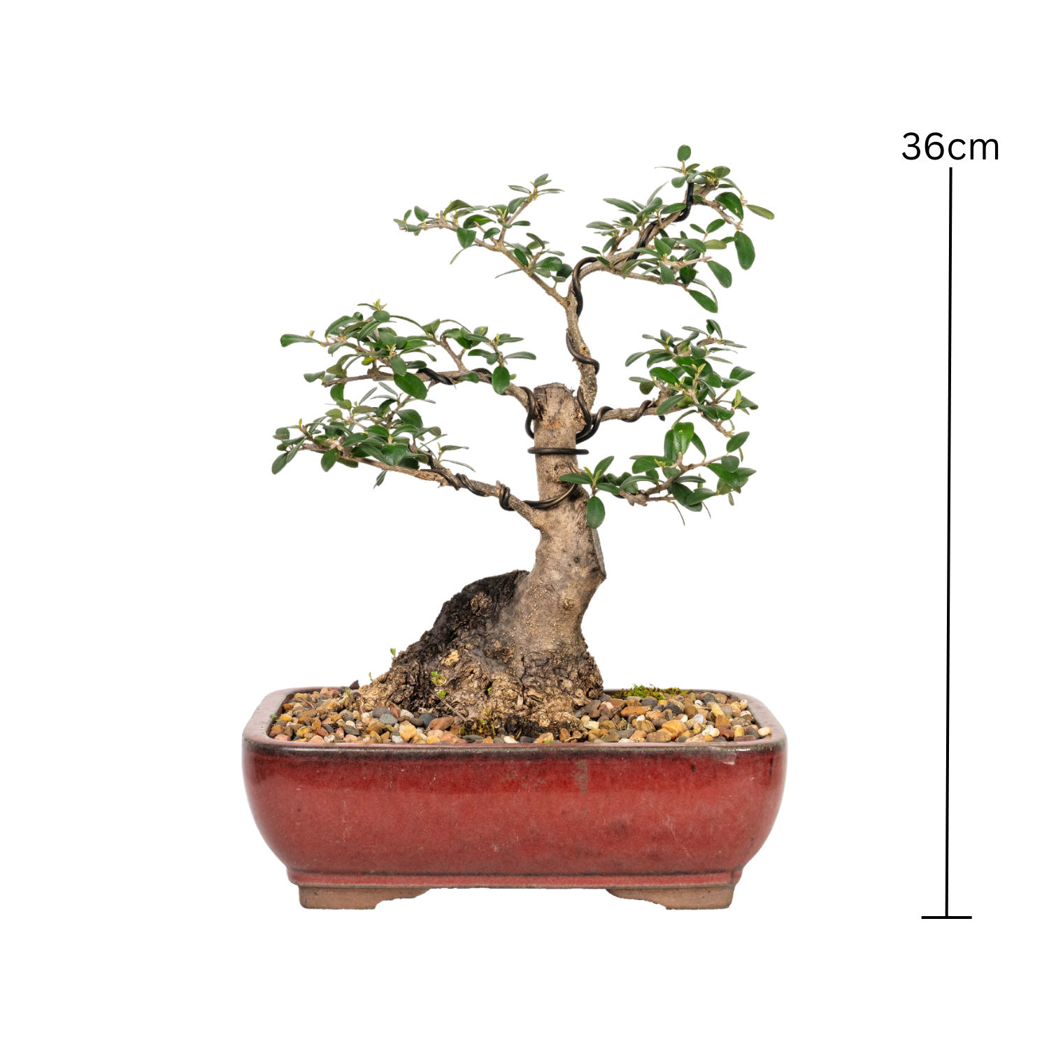 Asian Olive Bonsai (1990)