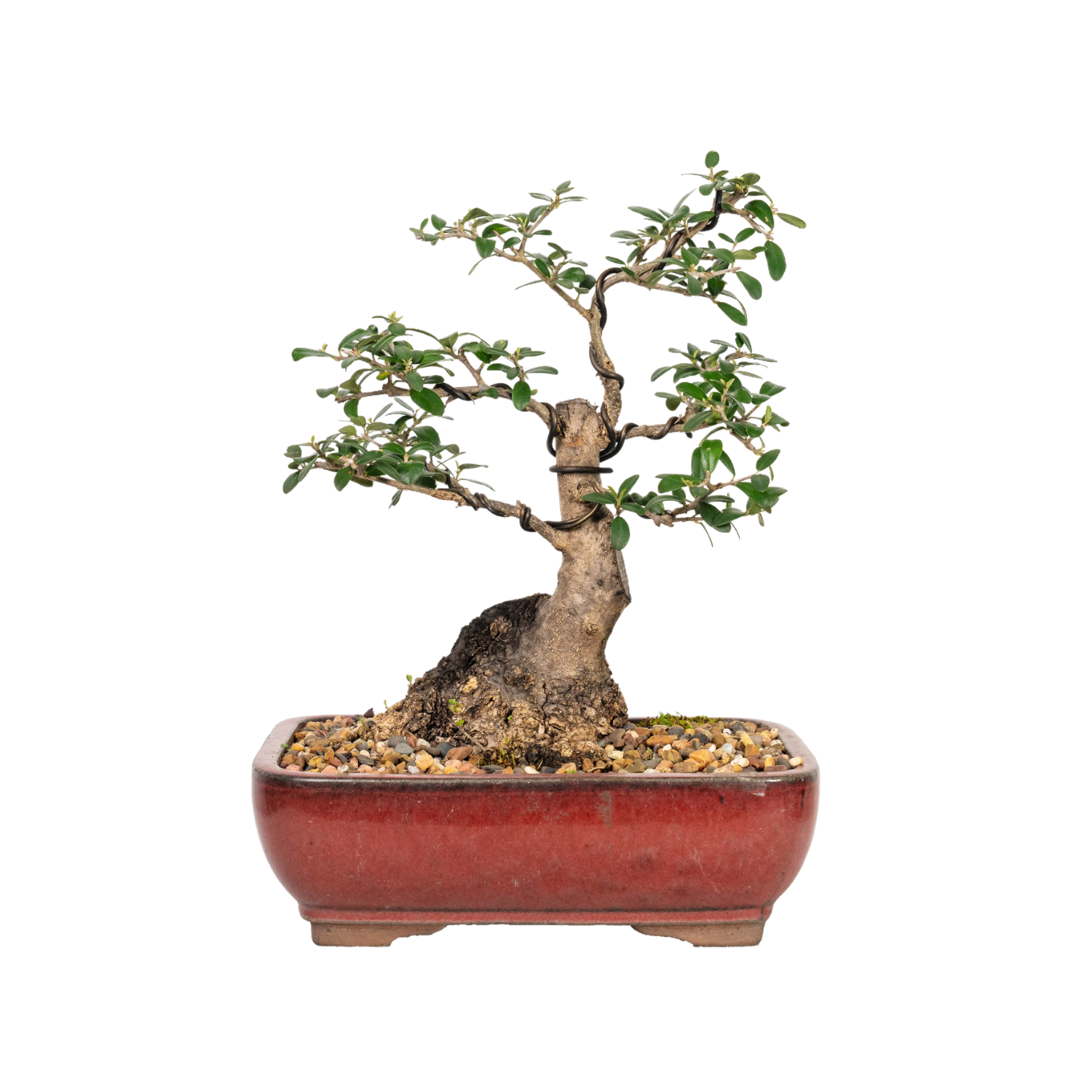Asian Olive Bonsai (1990)