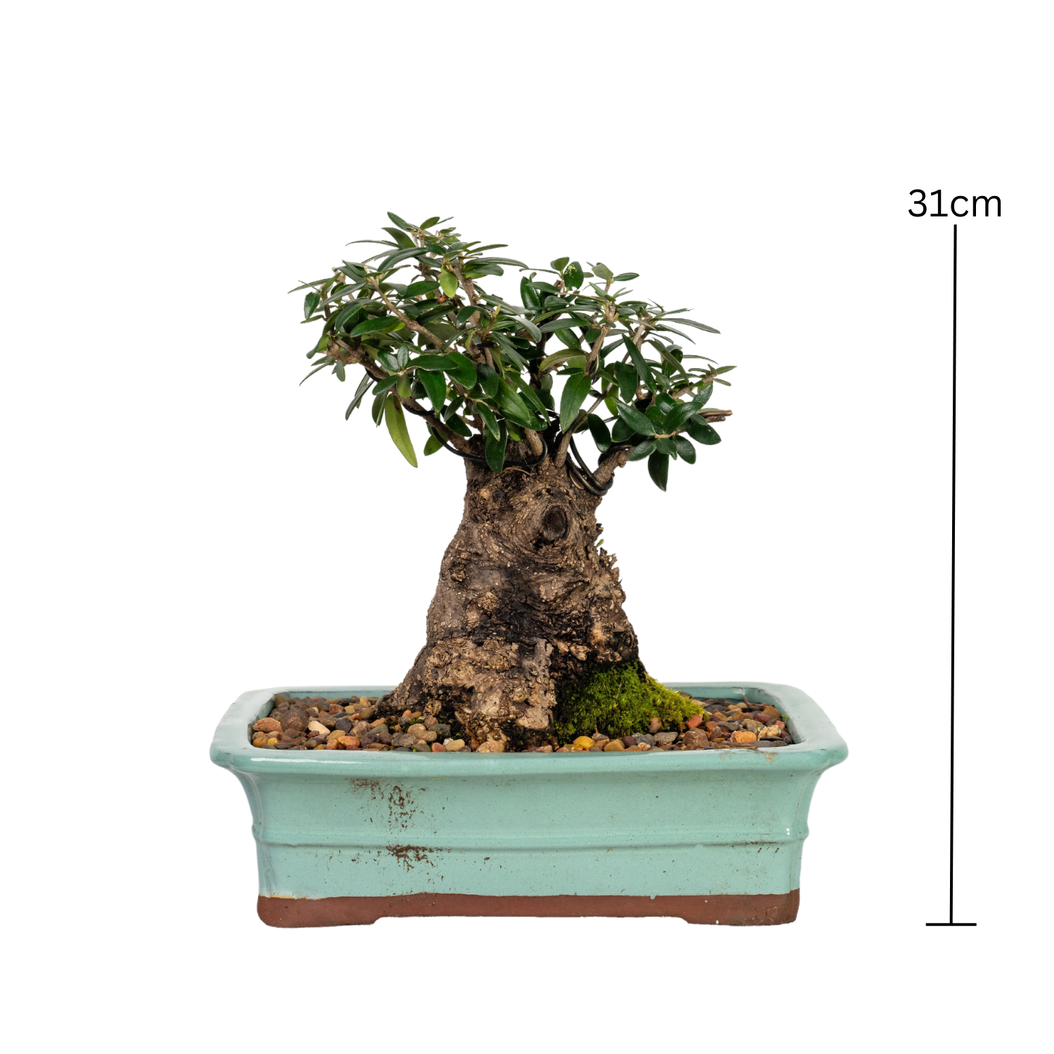 Asian Olive Bonsai (1989)