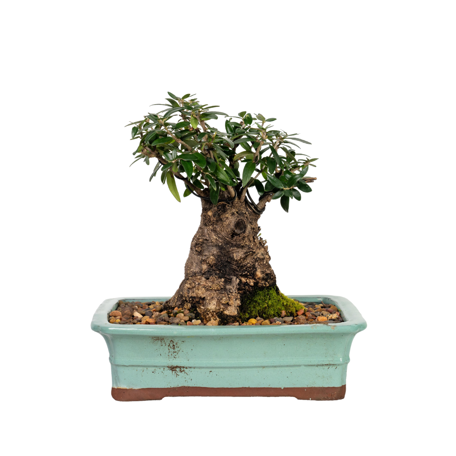 Asian Olive Bonsai (1989)