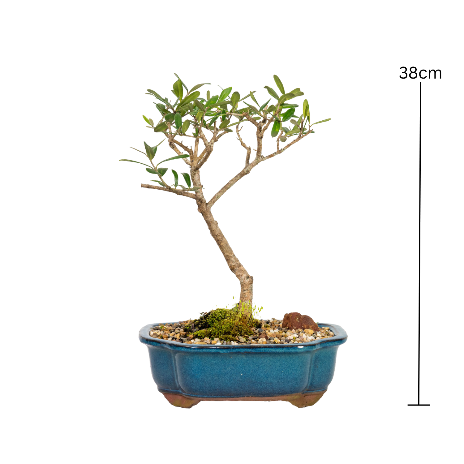 Olive Kalamata Bonsai (2009)