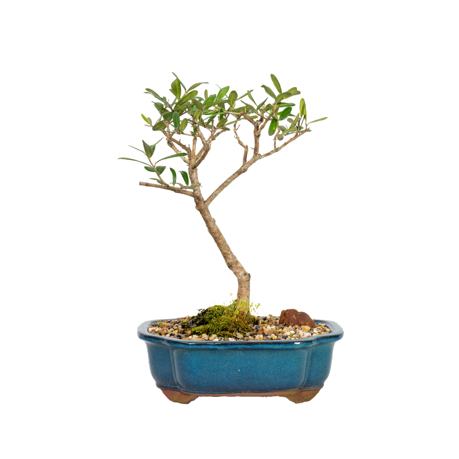 Olive Kalamata Bonsai (2009)