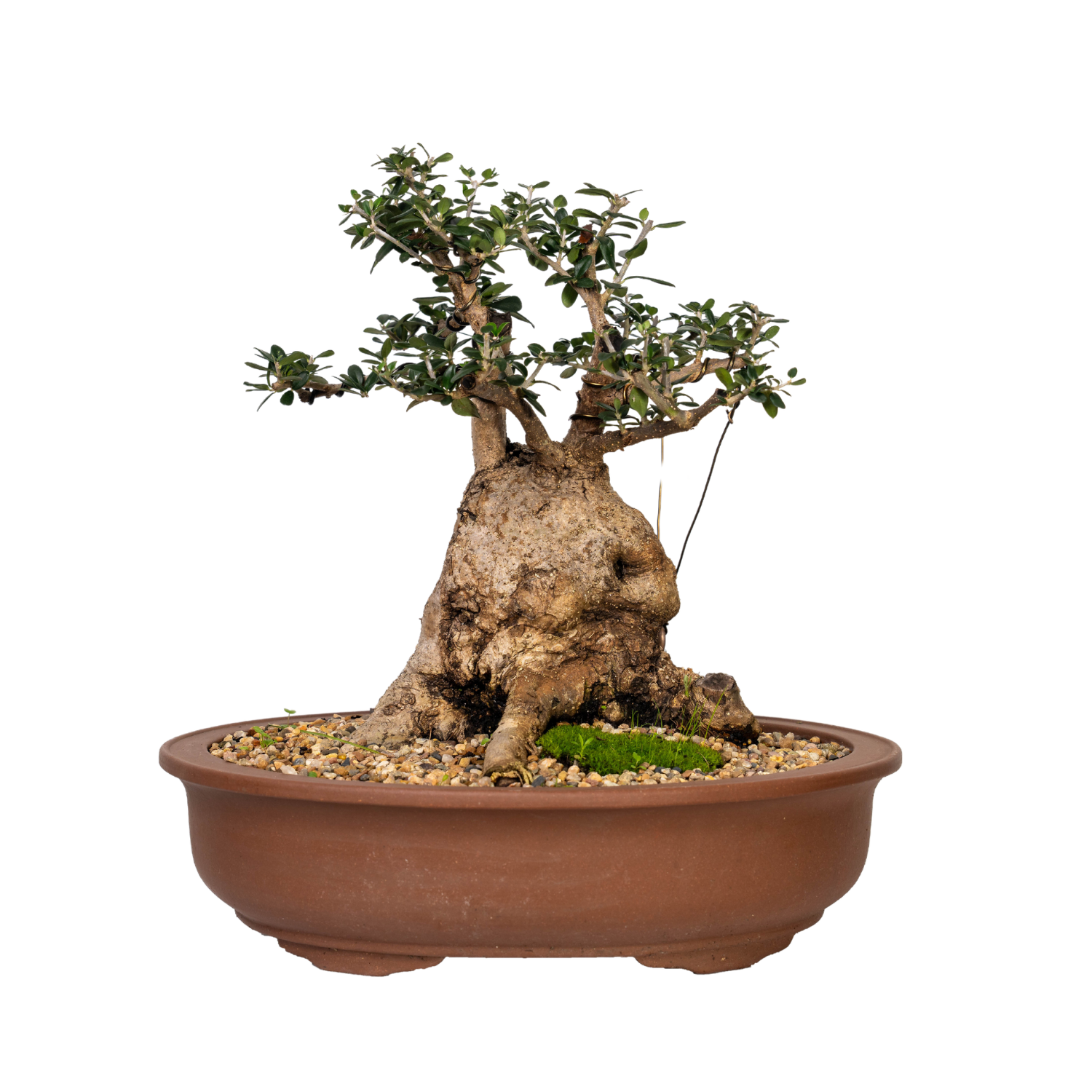 Asian Olive Bonsai (1990)