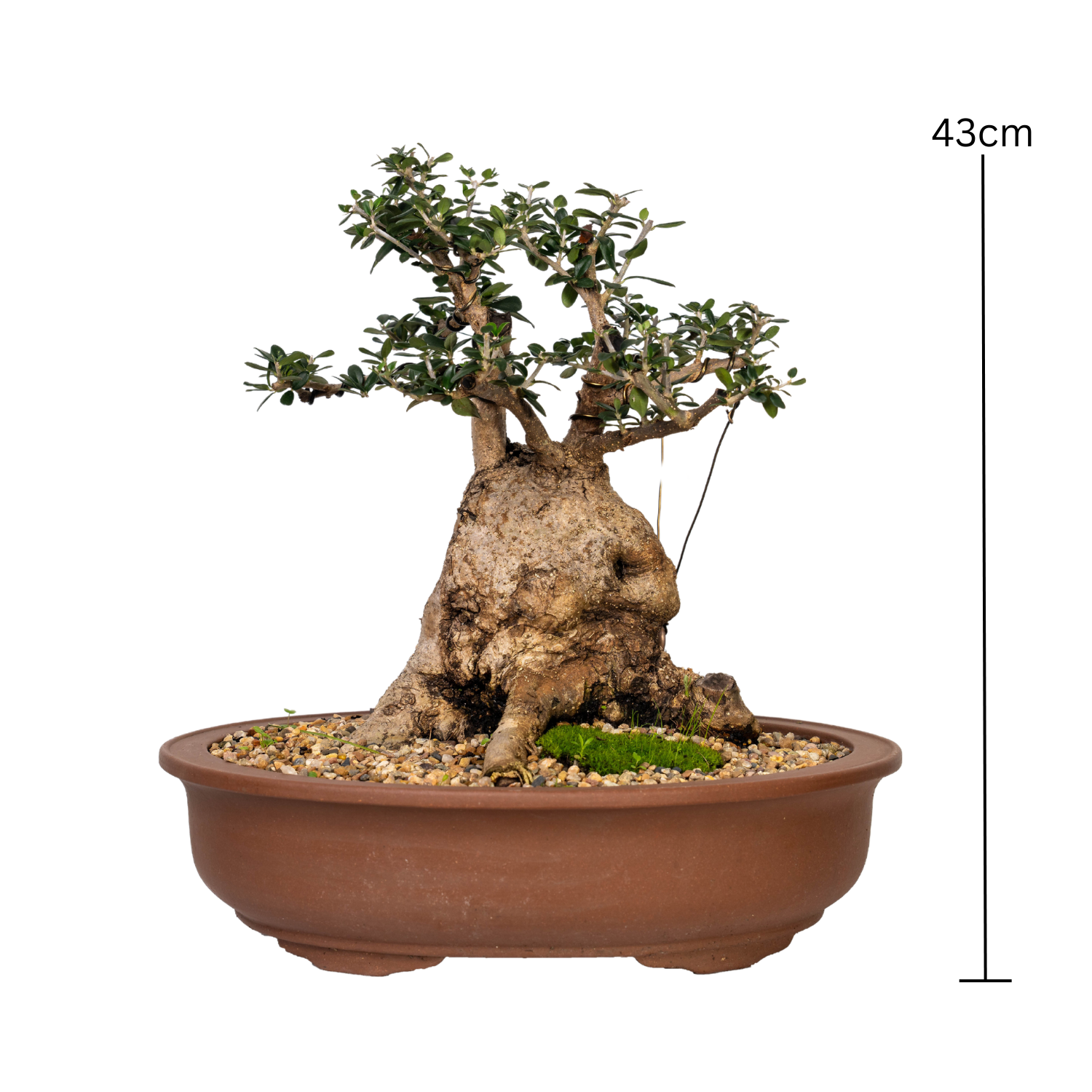 Asian Olive Bonsai (1990)