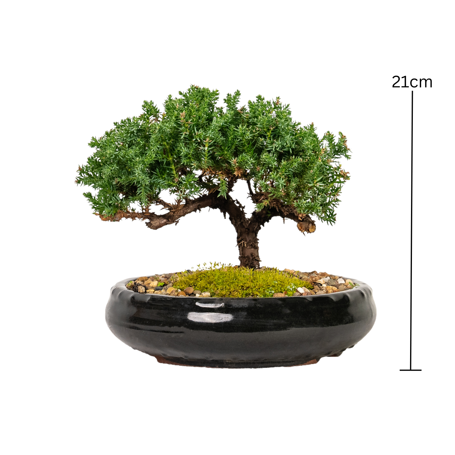 Juniper Bonsai (2014)
