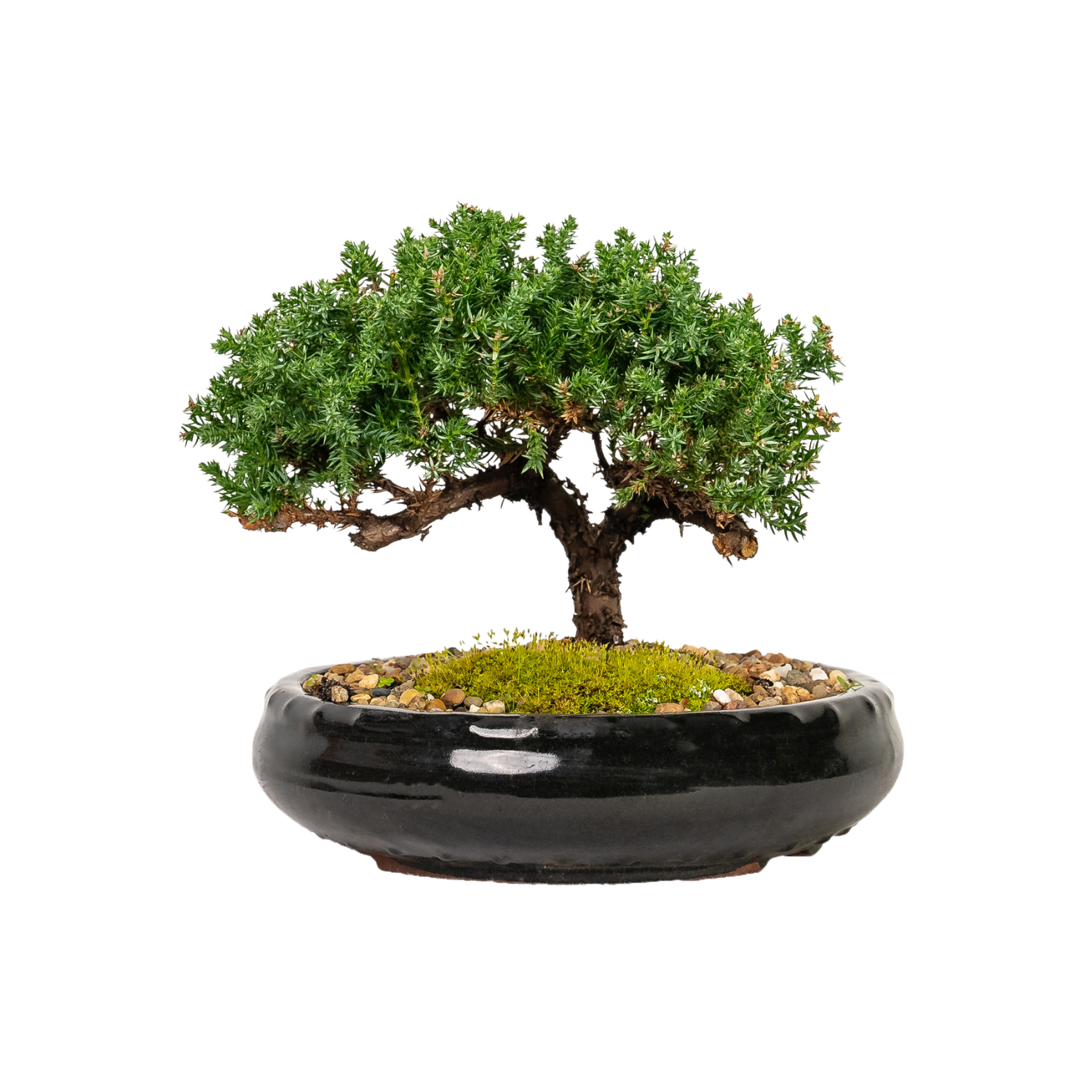 Juniper Bonsai (2014)