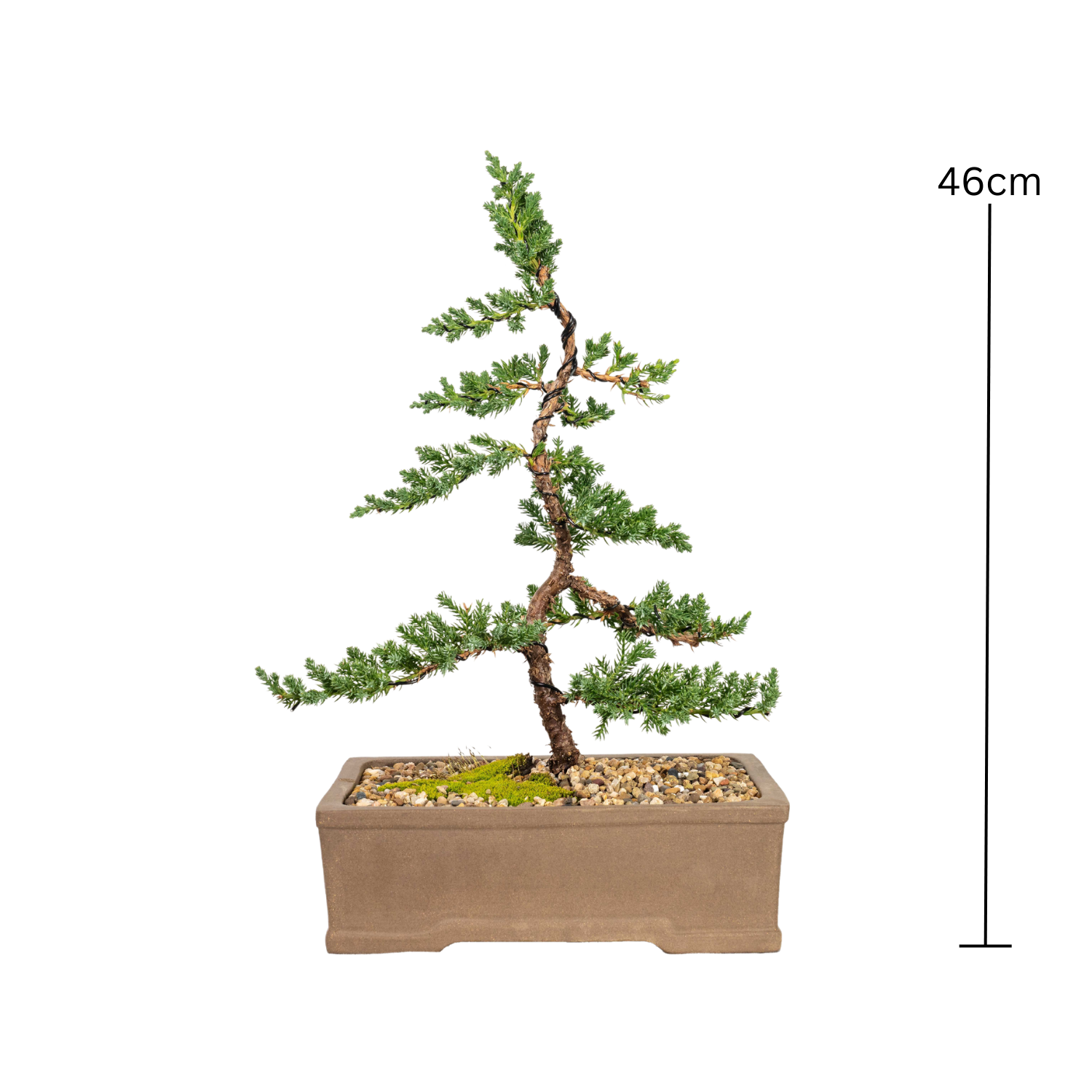 Juniper Bonsai (2012)