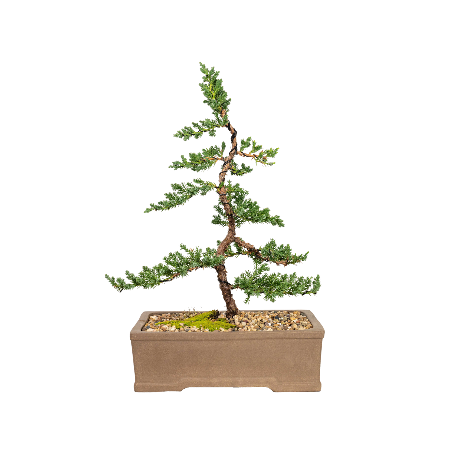 Juniper Bonsai (2012)