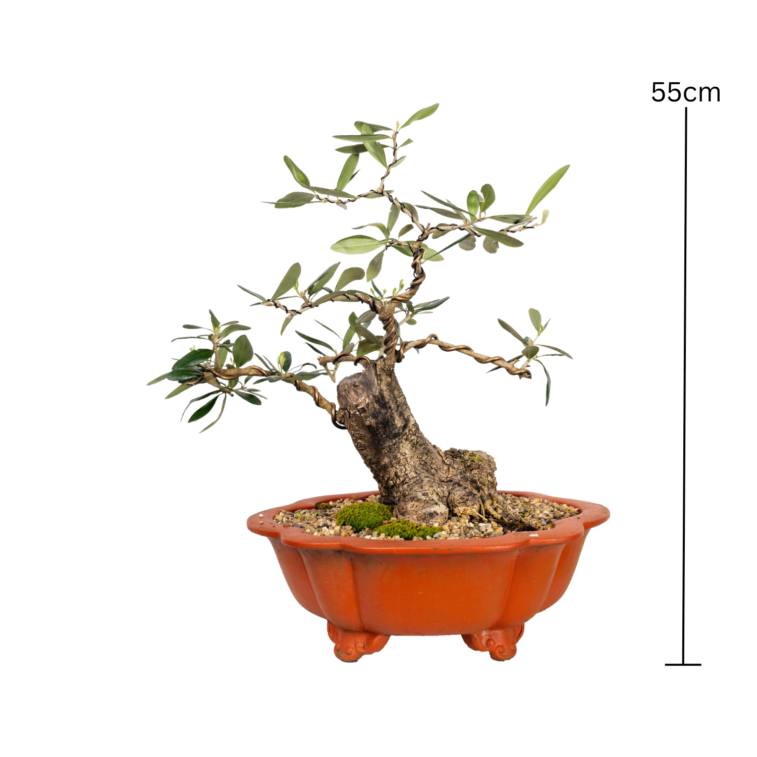 Olive Kalamata Bonsai (1984)