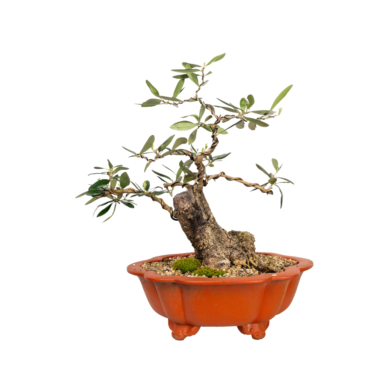 Olive Kalamata Bonsai (1984)