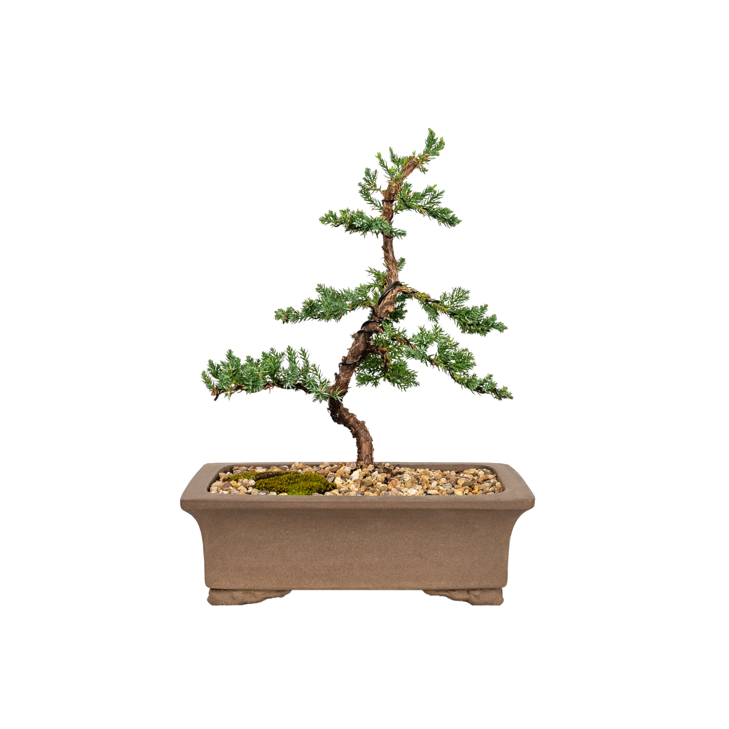 Juniper Bonsai (2012)