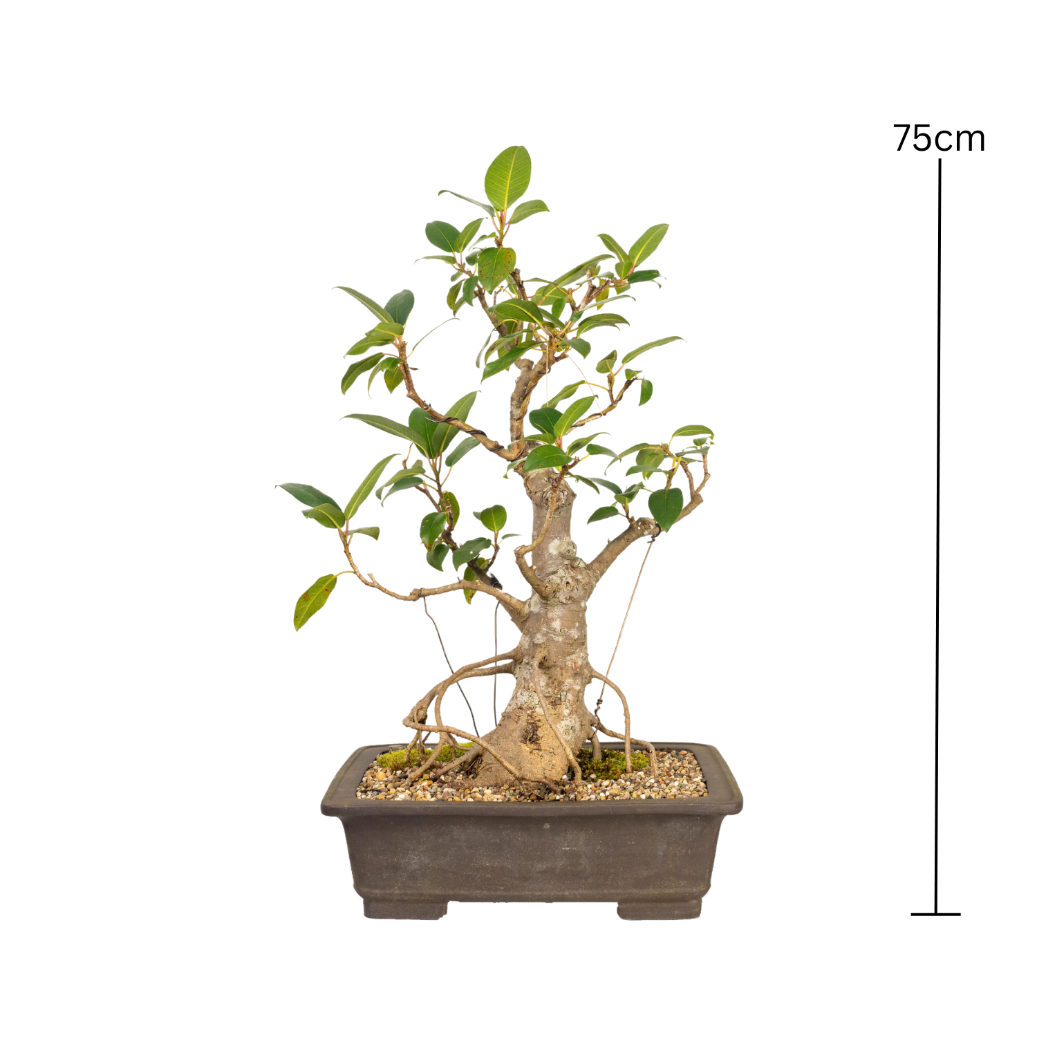 Tiger Bark Fig Bonsai (1990)