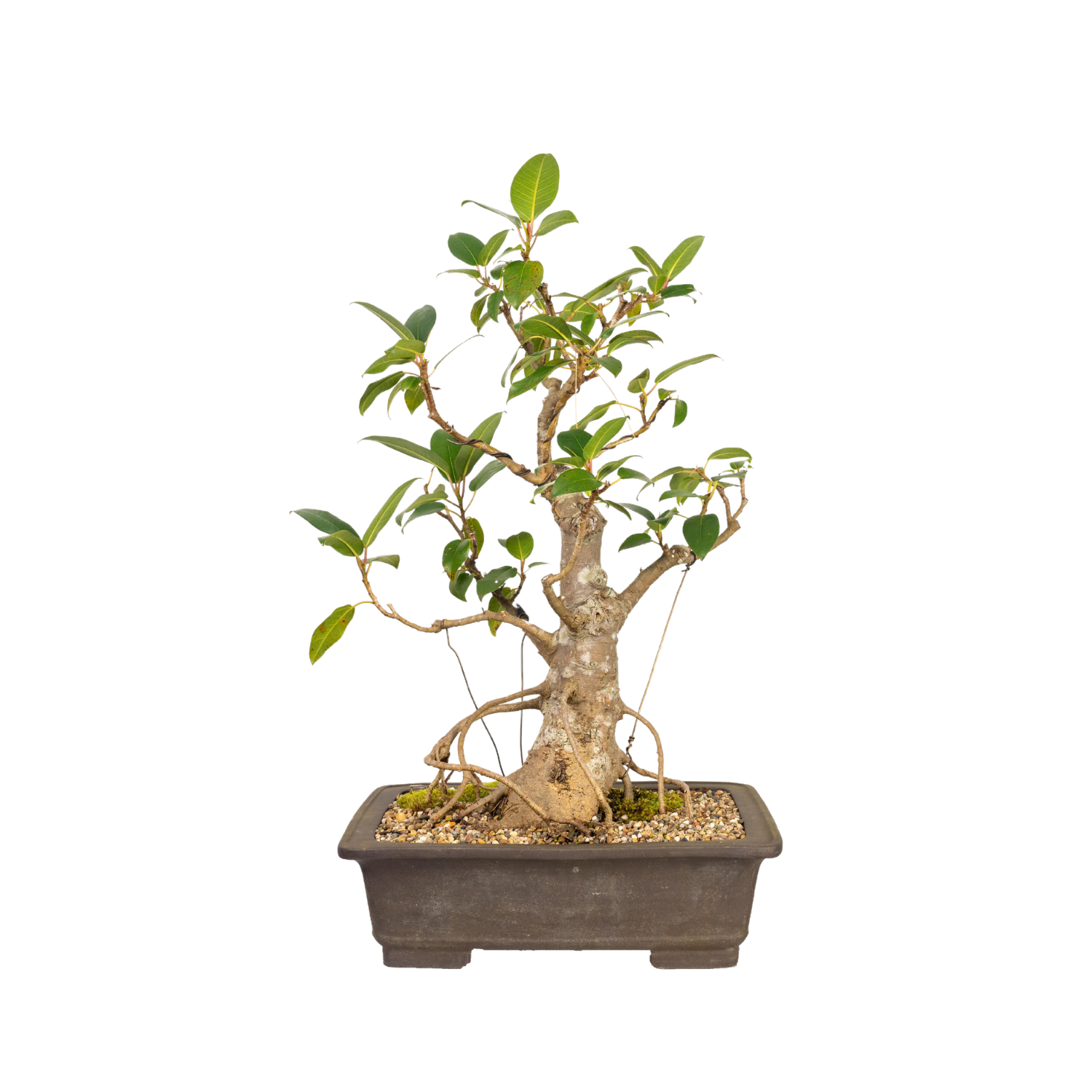 Tiger Bark Fig Bonsai (1990)