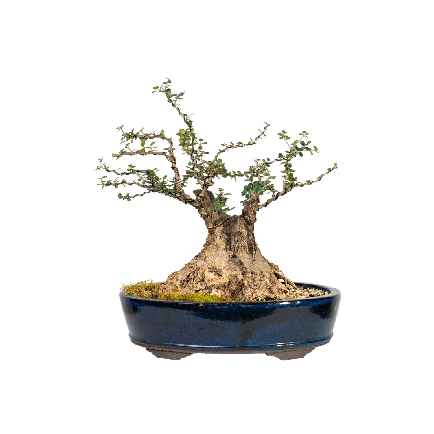 Asian Olive Bonsai (1988)