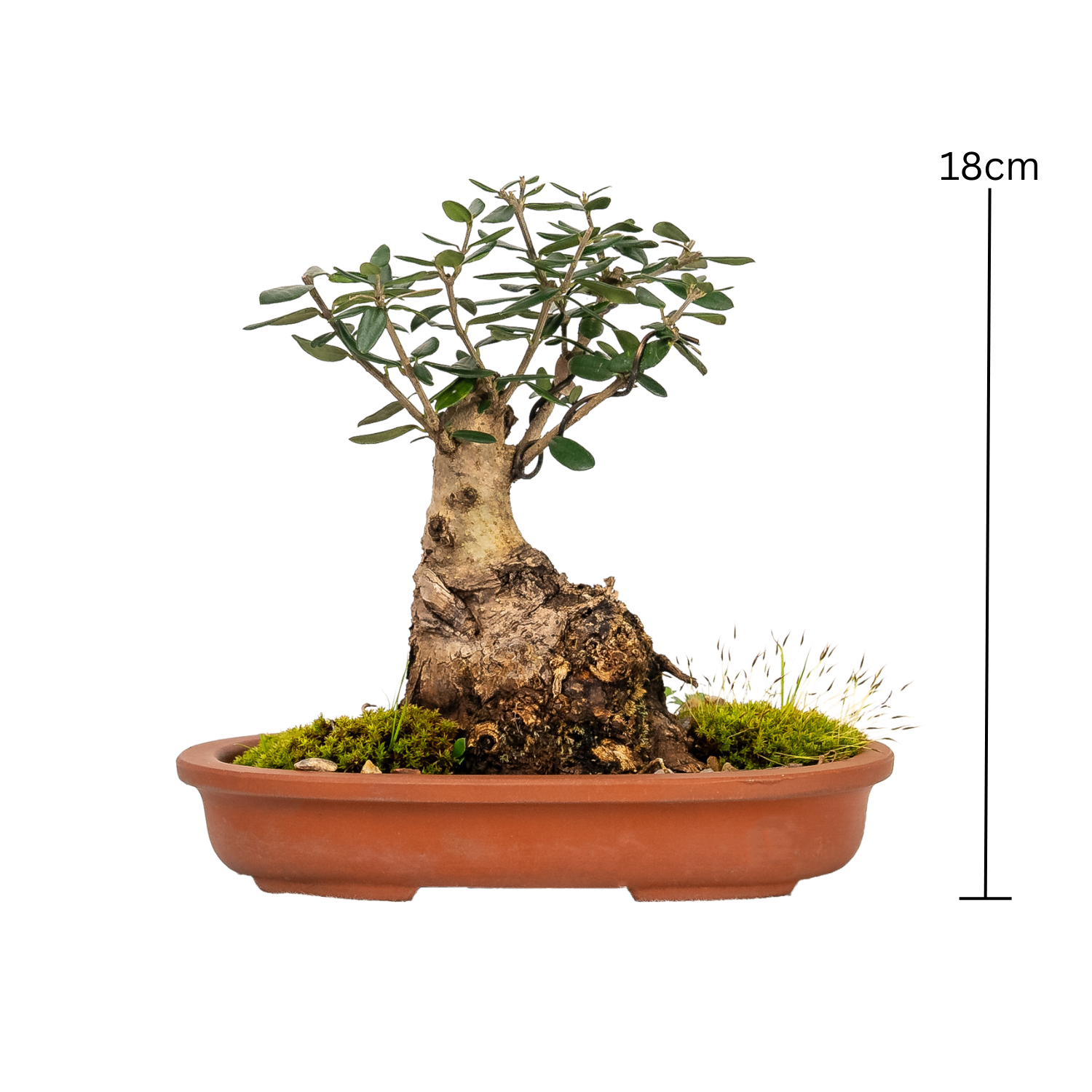Asian Olive Bonsai (1996)