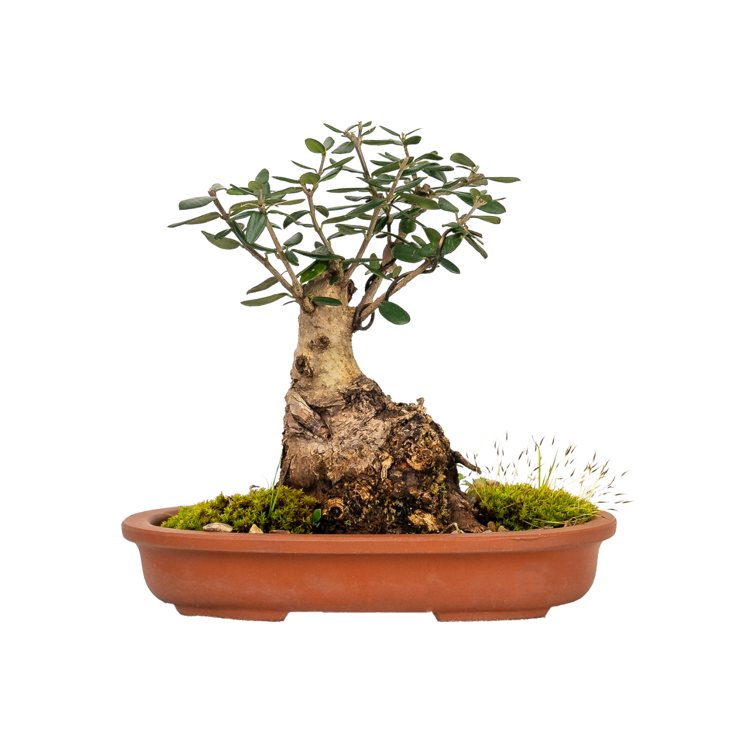 Asian Olive Bonsai (1996)