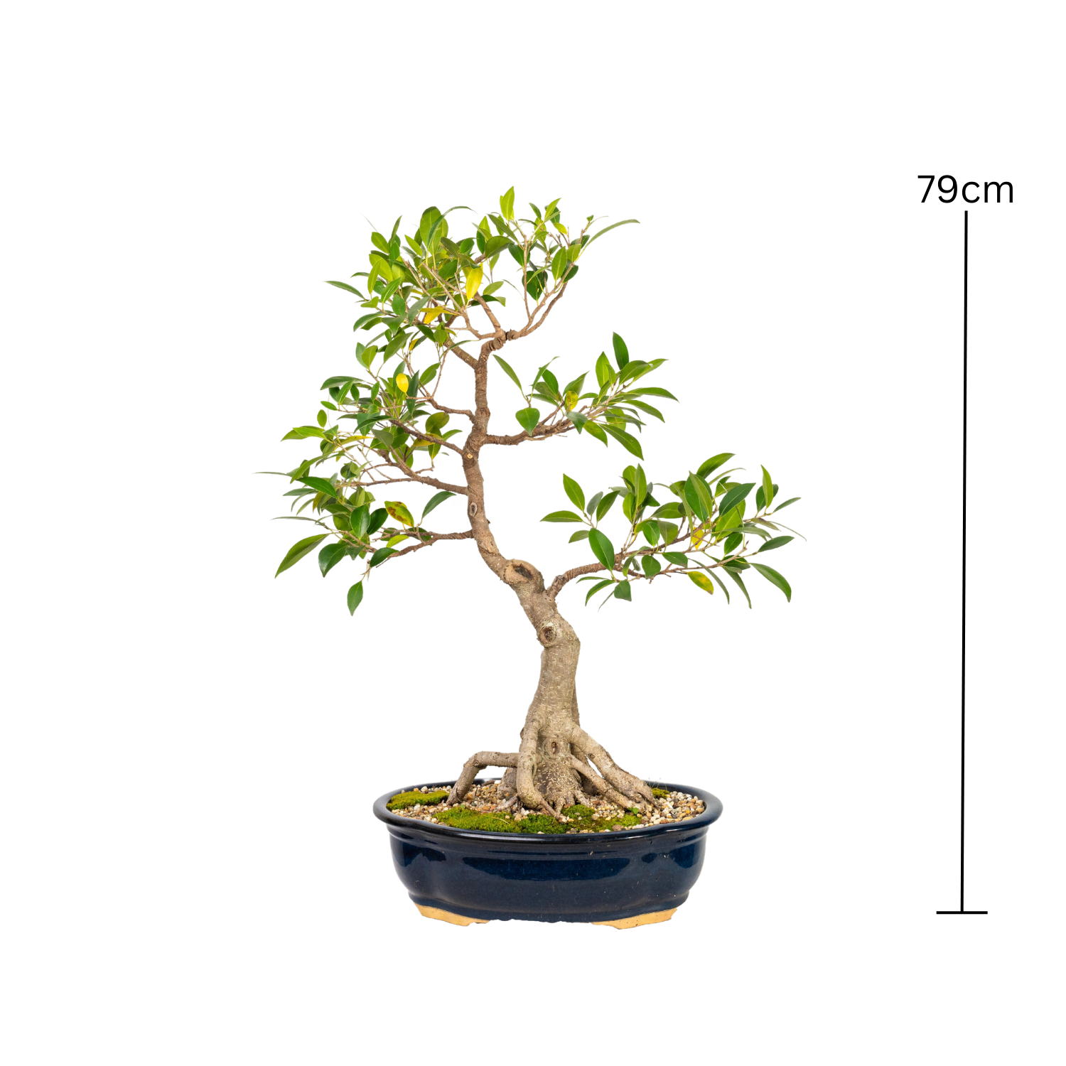 Tiger Bark Fig Bonsai (1984)
