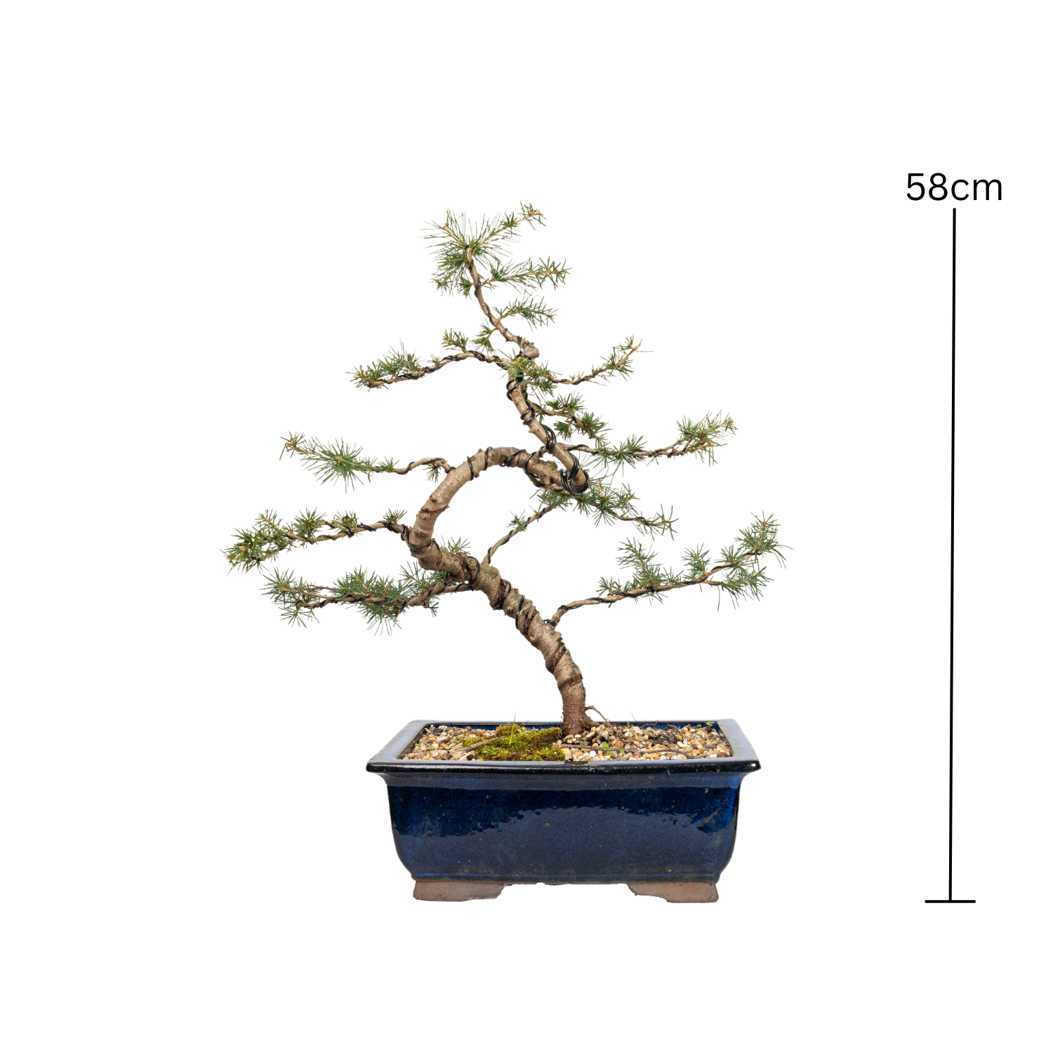 Atlantic Cedar Bonsai (2000)