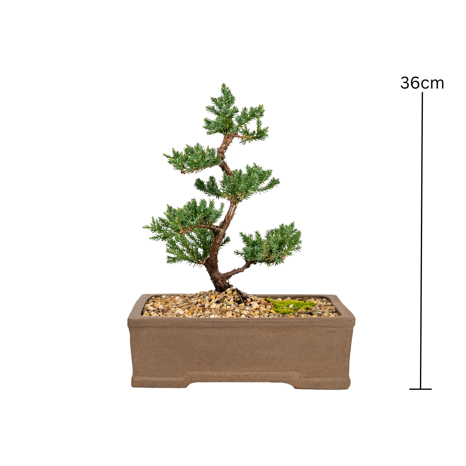 Juniper Bonsai (2012)