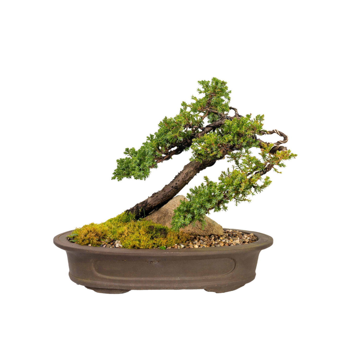 Juniper Bonsai (1992)