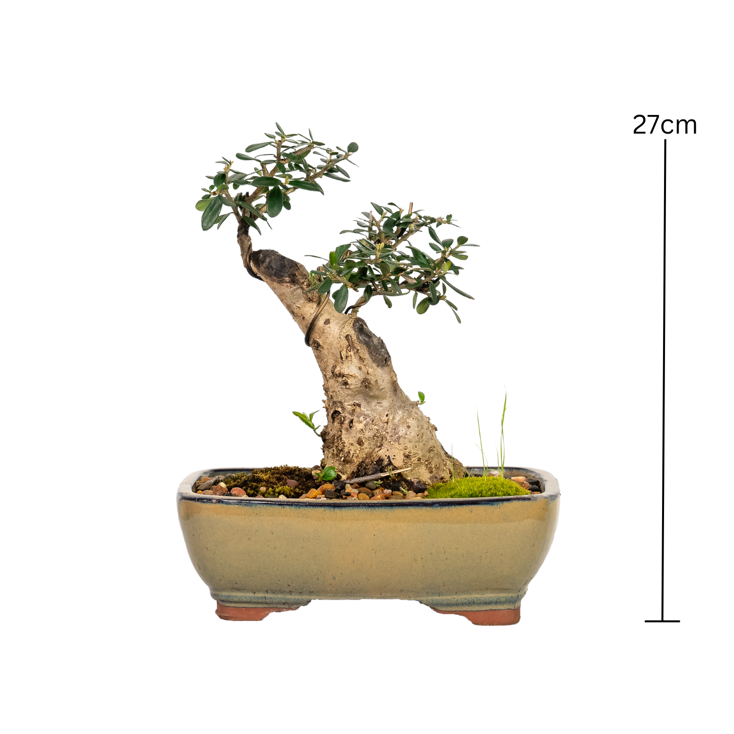 Asian Olive Bonsai (1998)