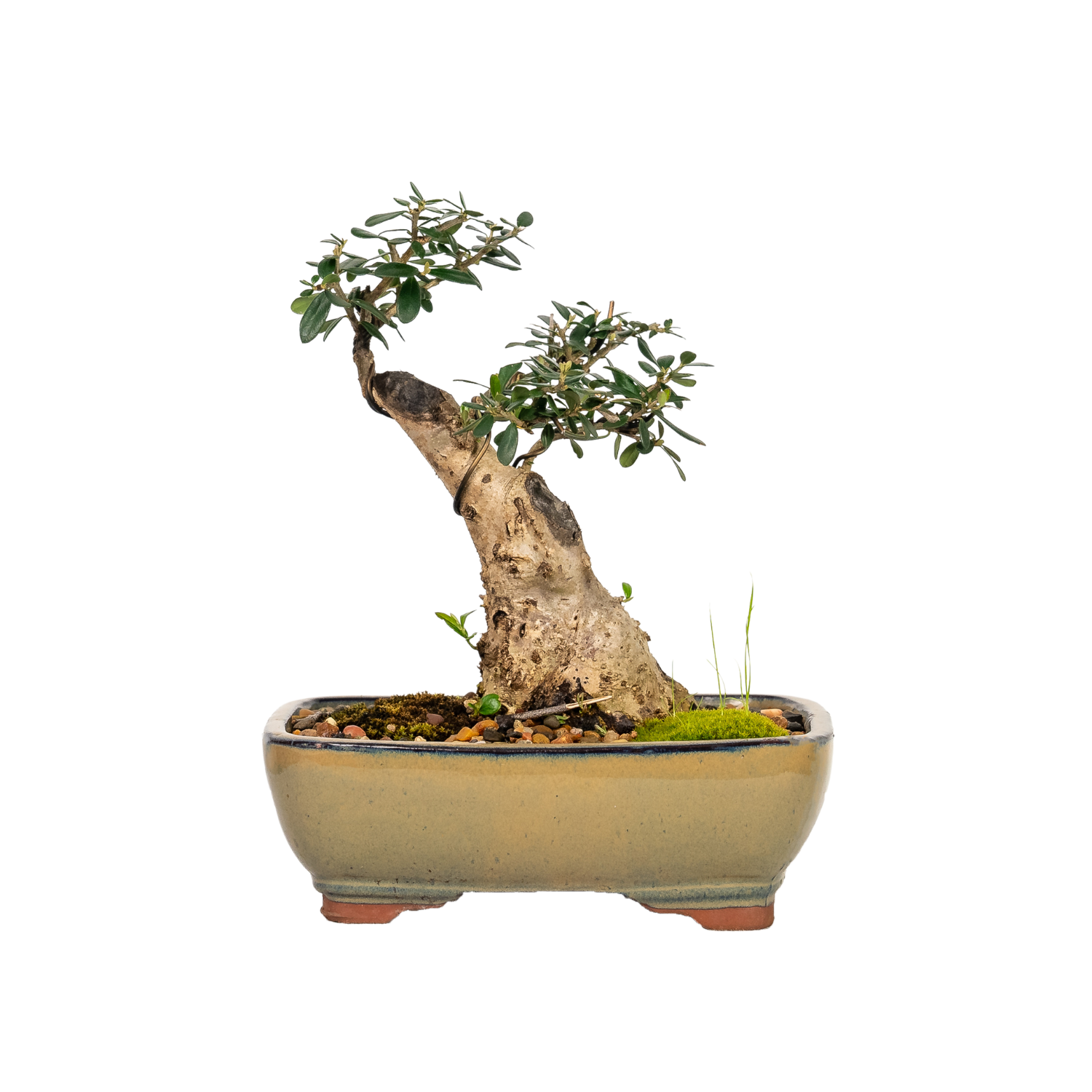 Asian Olive Bonsai (1998)