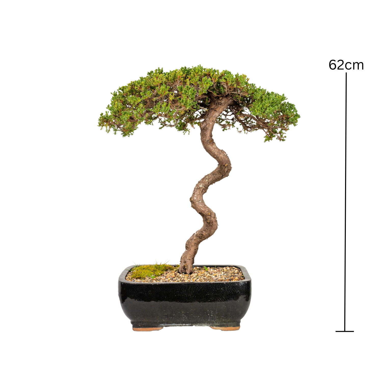 Juniper Bonsai (1988)