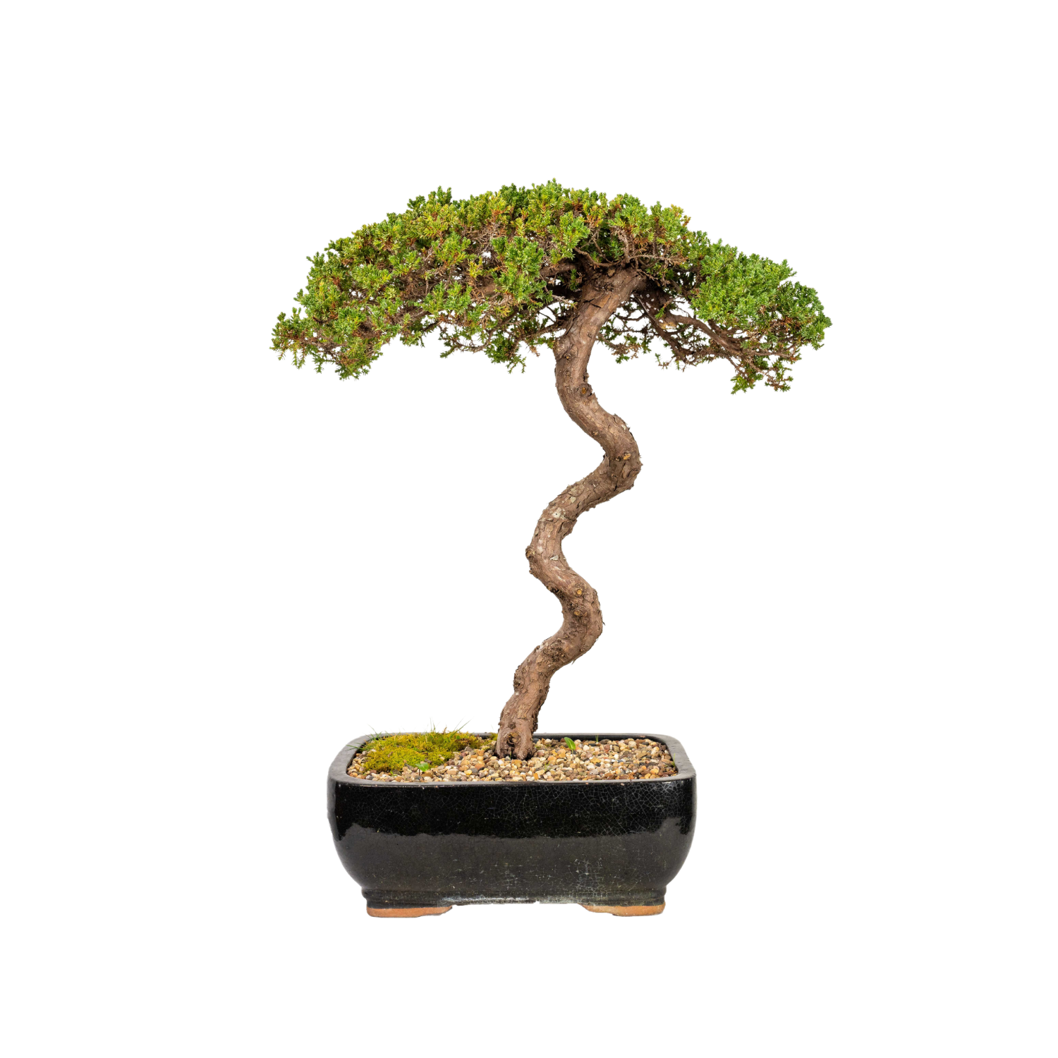 Juniper Bonsai (1988)