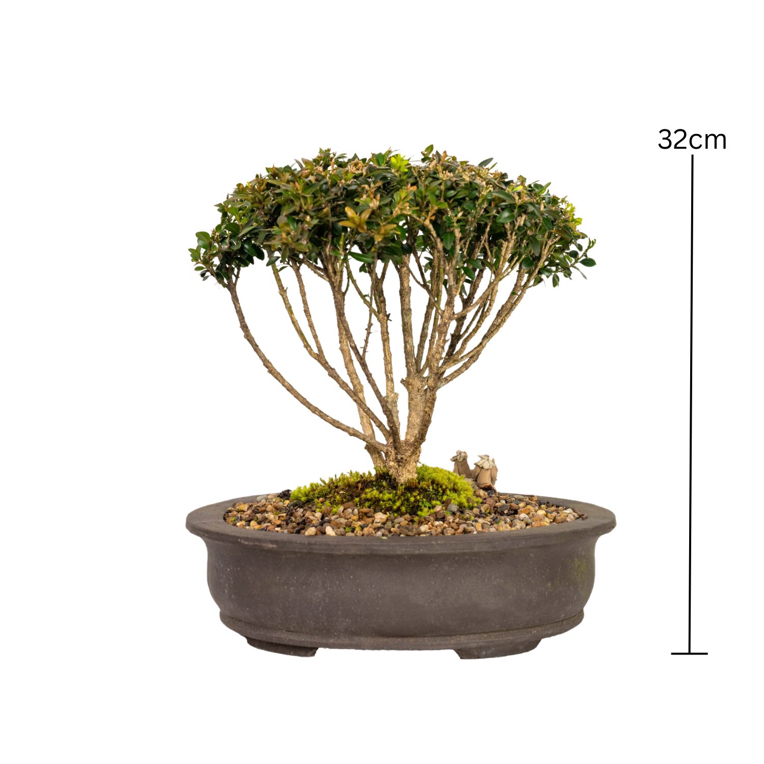 Korean Buxus Bonsai (2005)