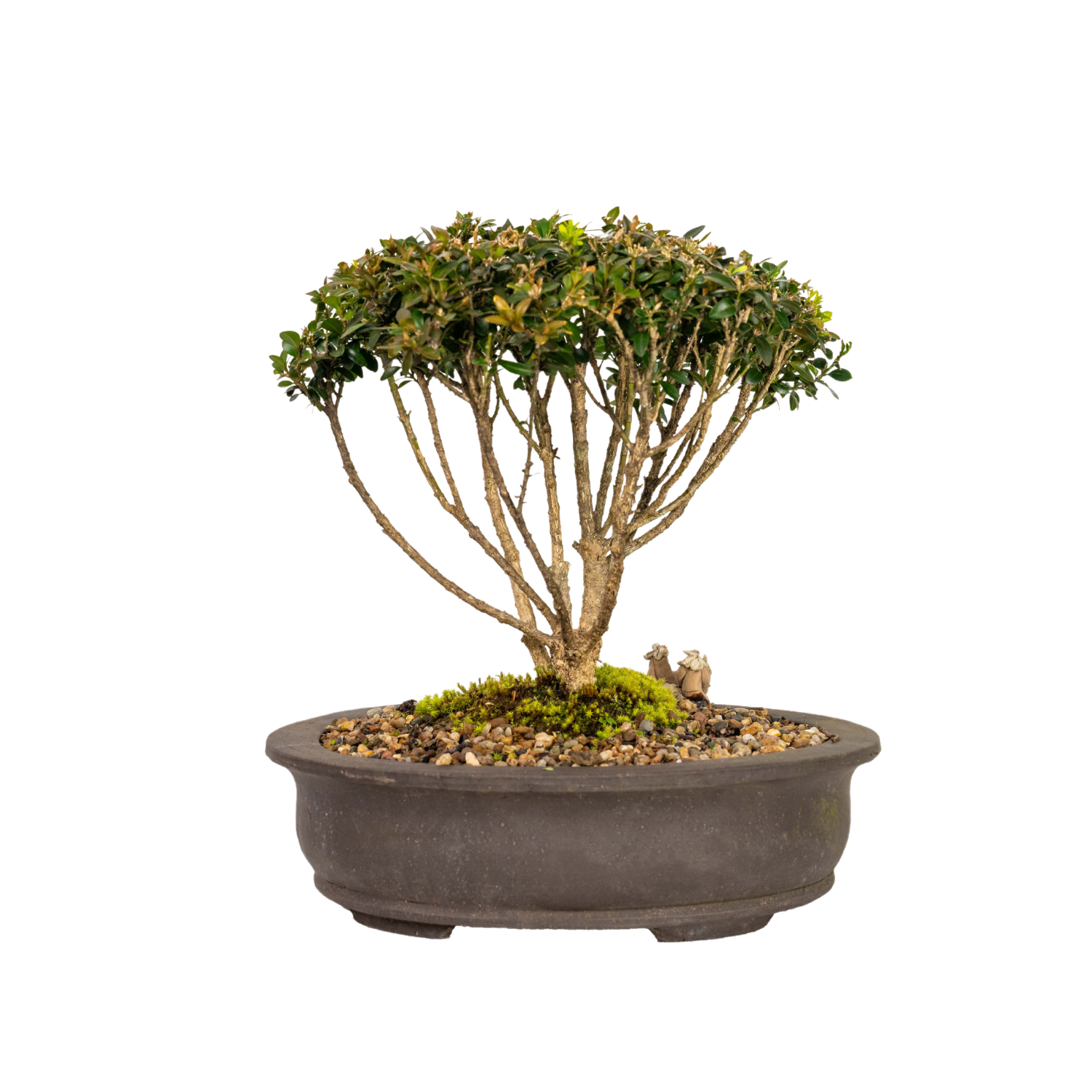 Korean Buxus Bonsai (2005)
