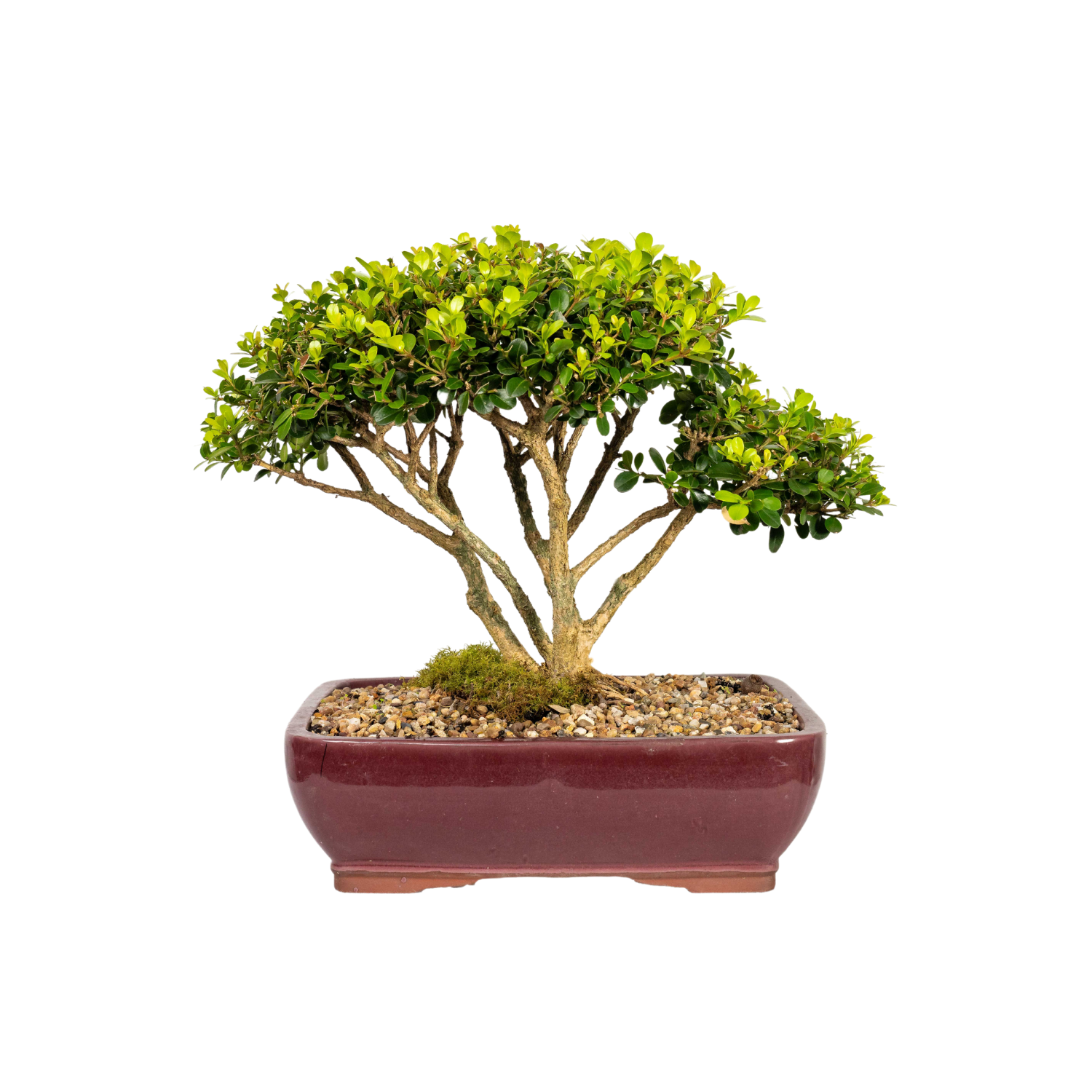English Buxus Bonsai (1998)