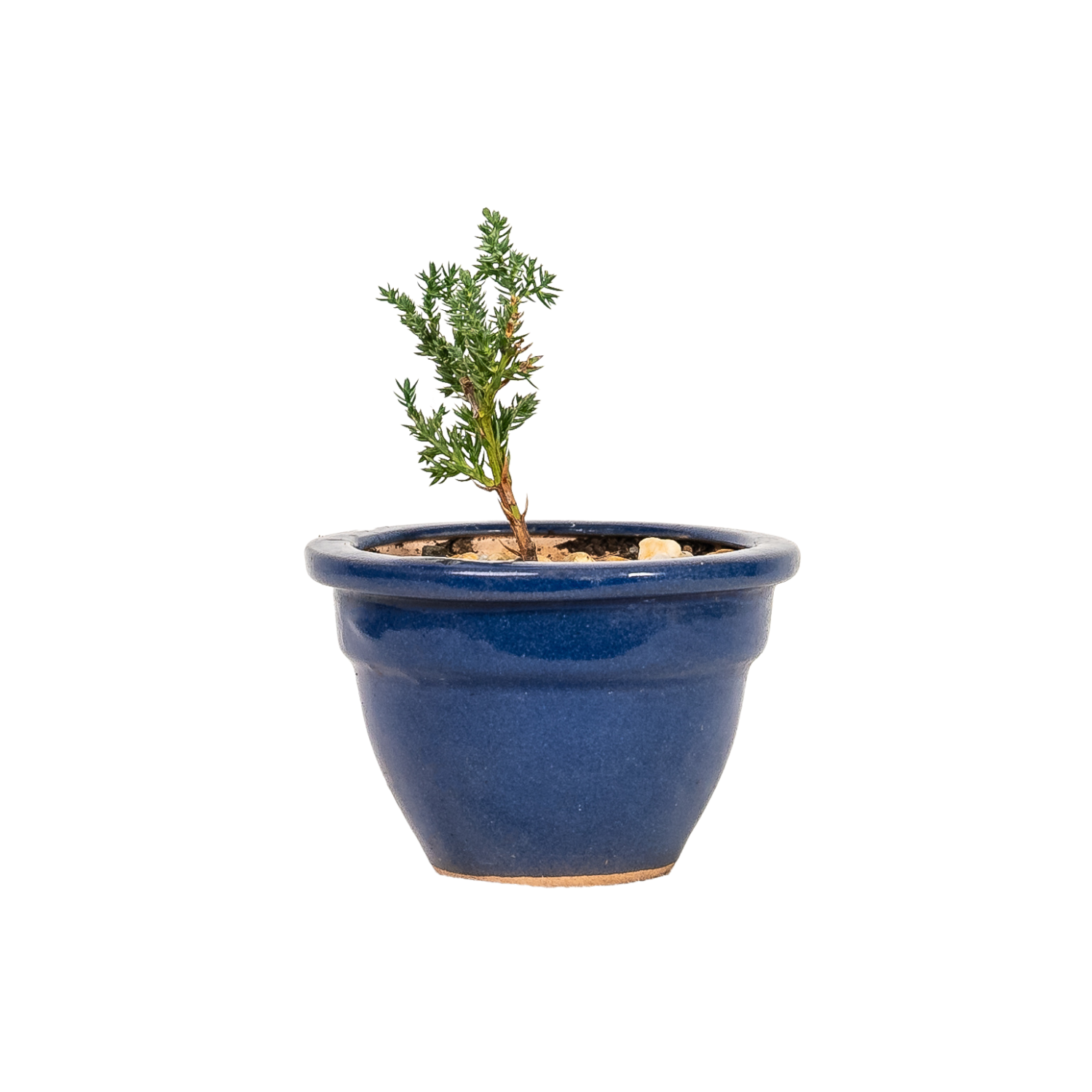 Juniper Bonsai (2022)