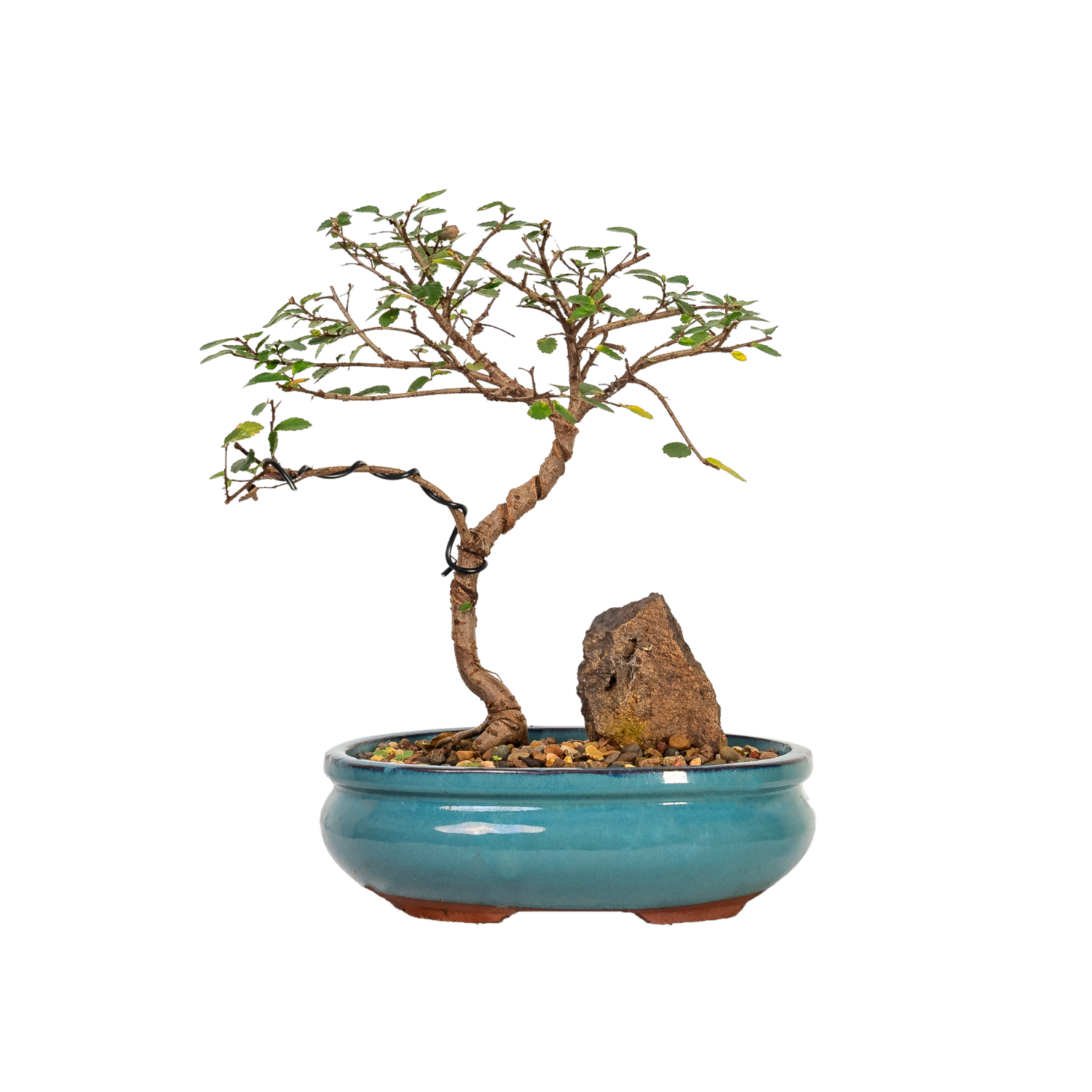 Chinese Elm Bonsai (2011)