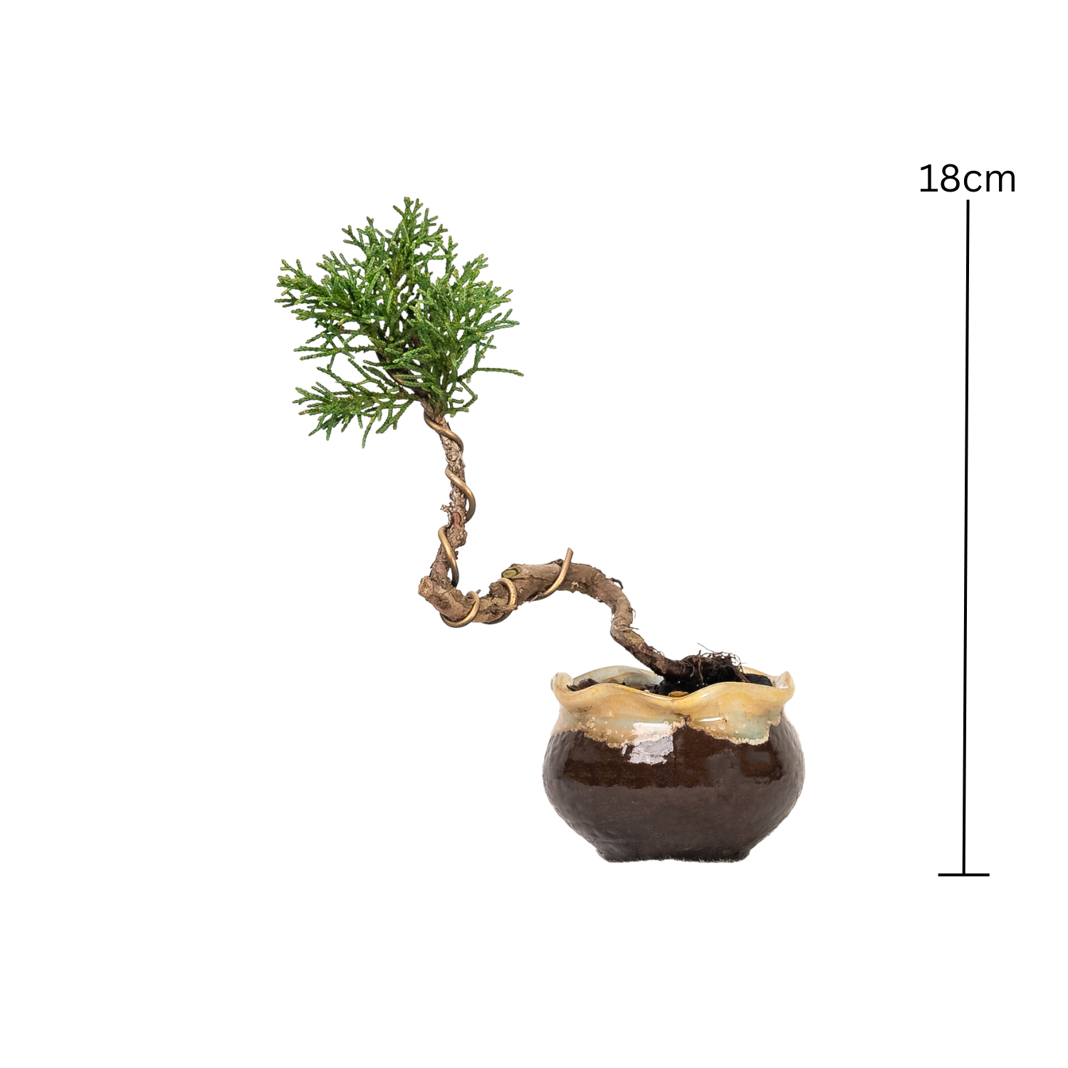 Shimpaku Juniper Bonsai (2014)