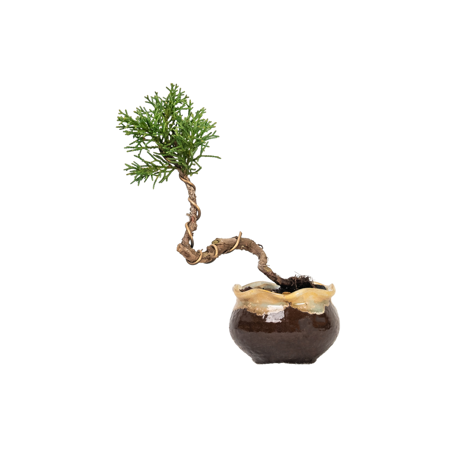 Shimpaku Juniper Bonsai (2014)