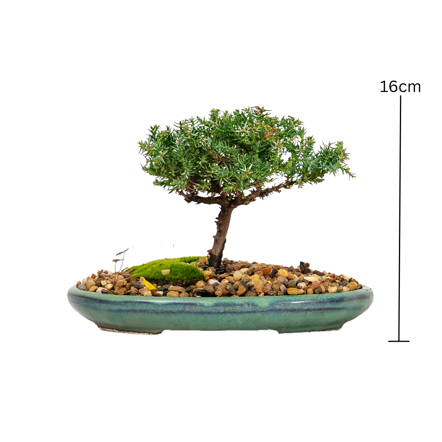 Juniper Bonsai (2015)