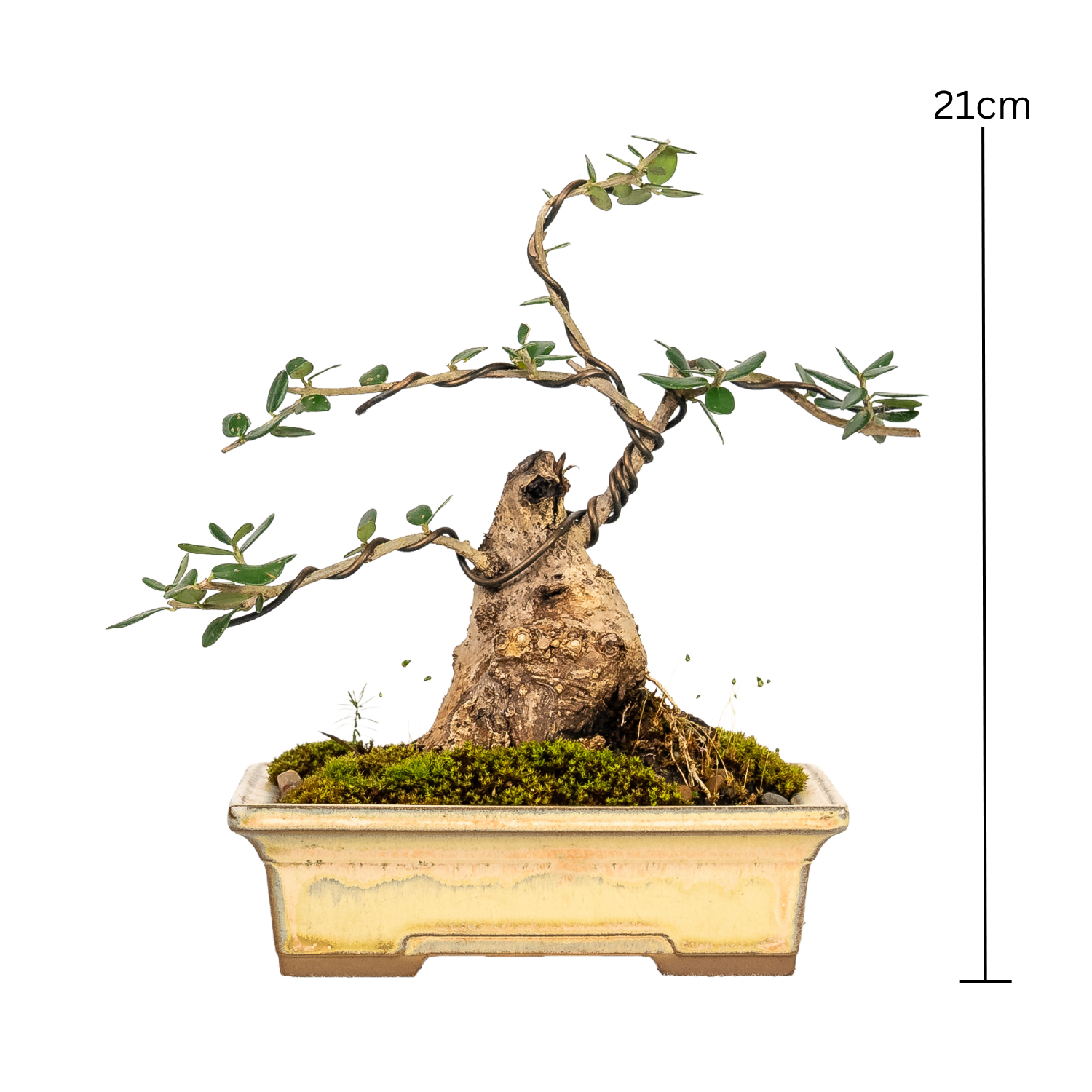 Asian Olive Bonsai (2004)