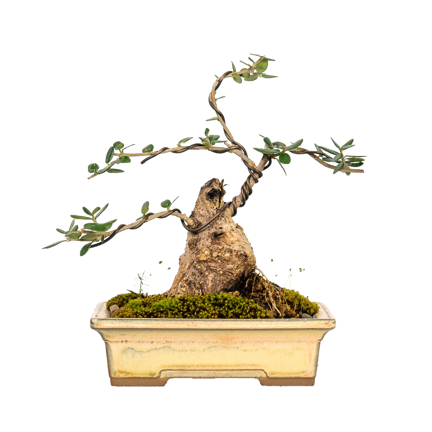 Asian Olive Bonsai (2004)