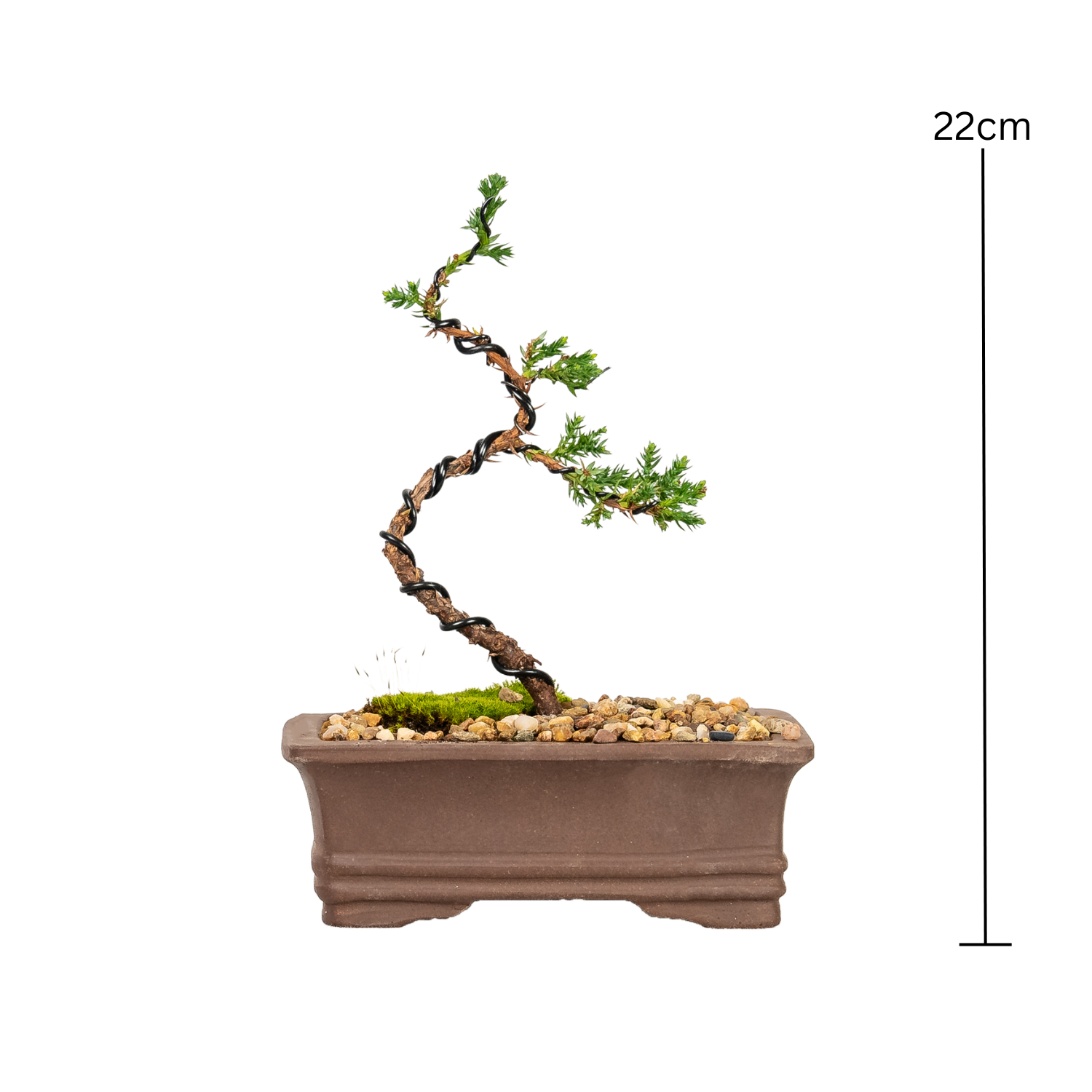 Juniper Bonsai (2020)