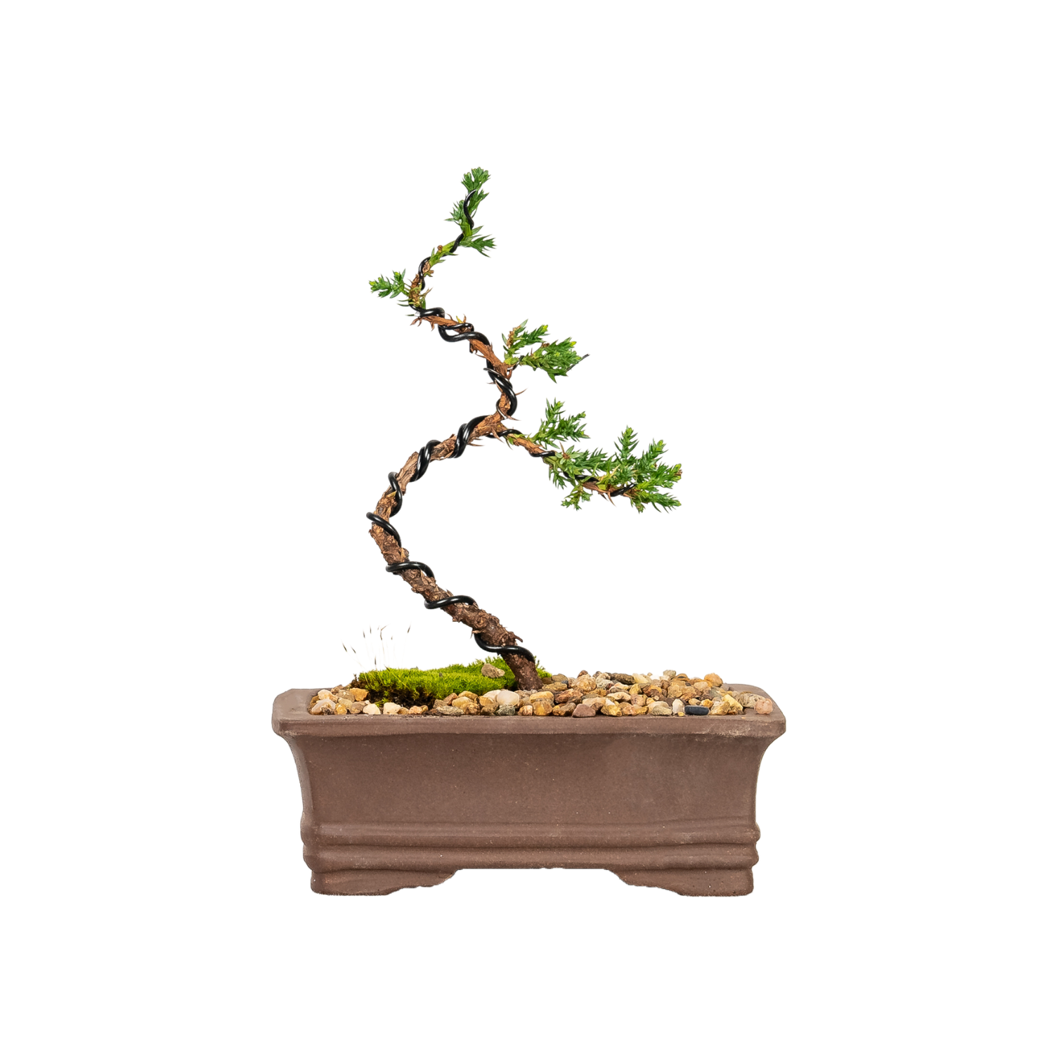 Juniper Bonsai (2020)